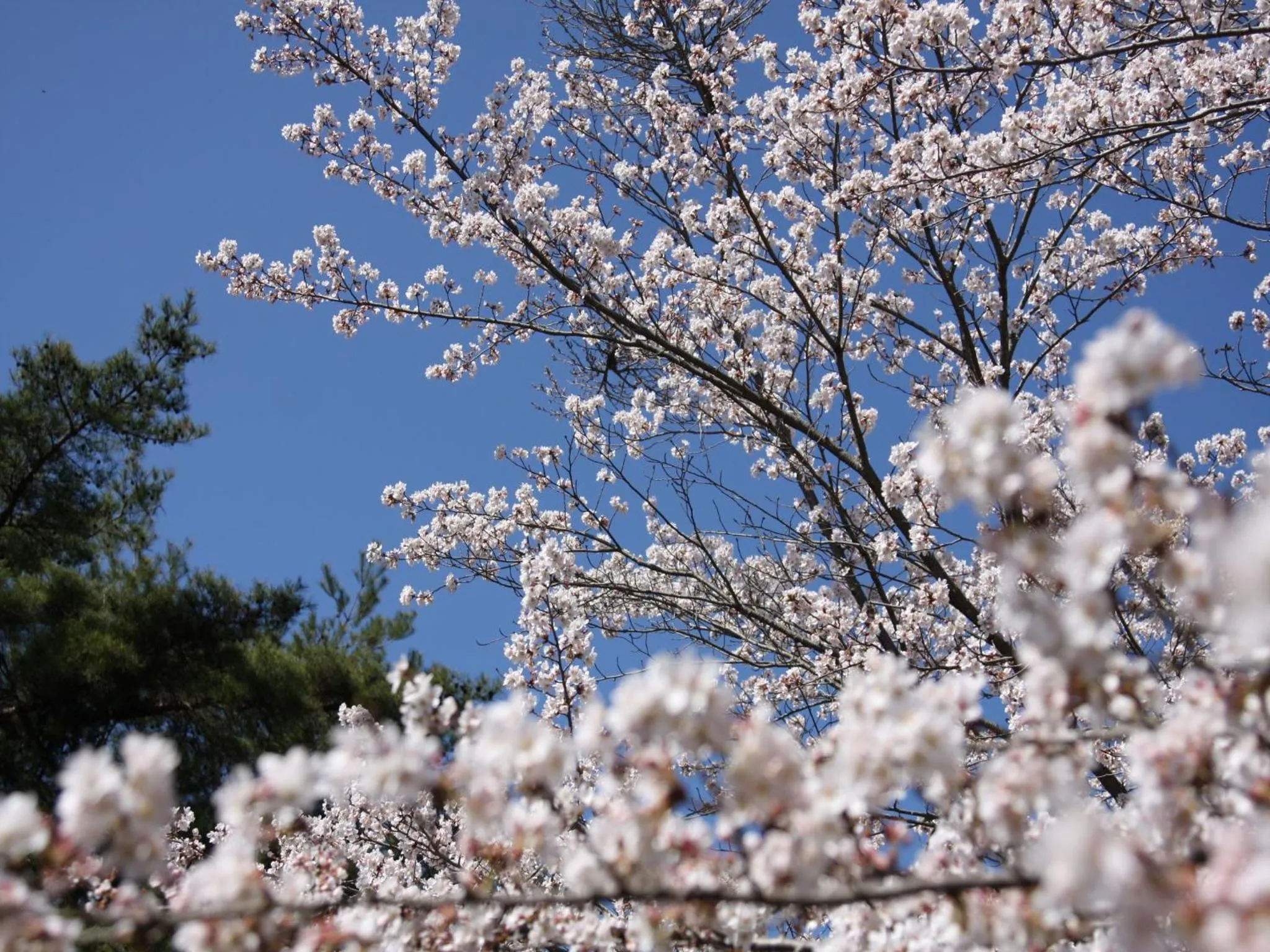 Nearby landmark in Kibi Kogen Resort Hotel