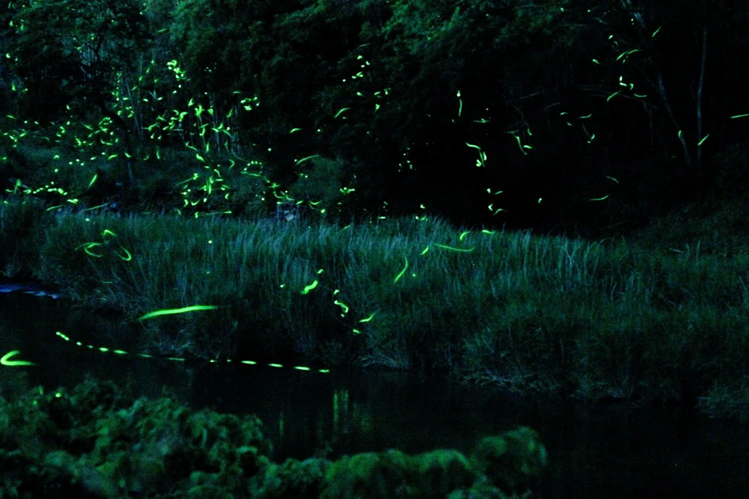 Animals in Gyokusenkaku