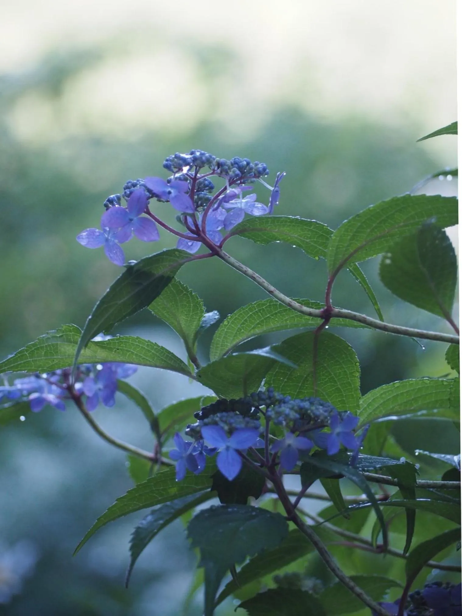 Spring in Gyokusenkaku