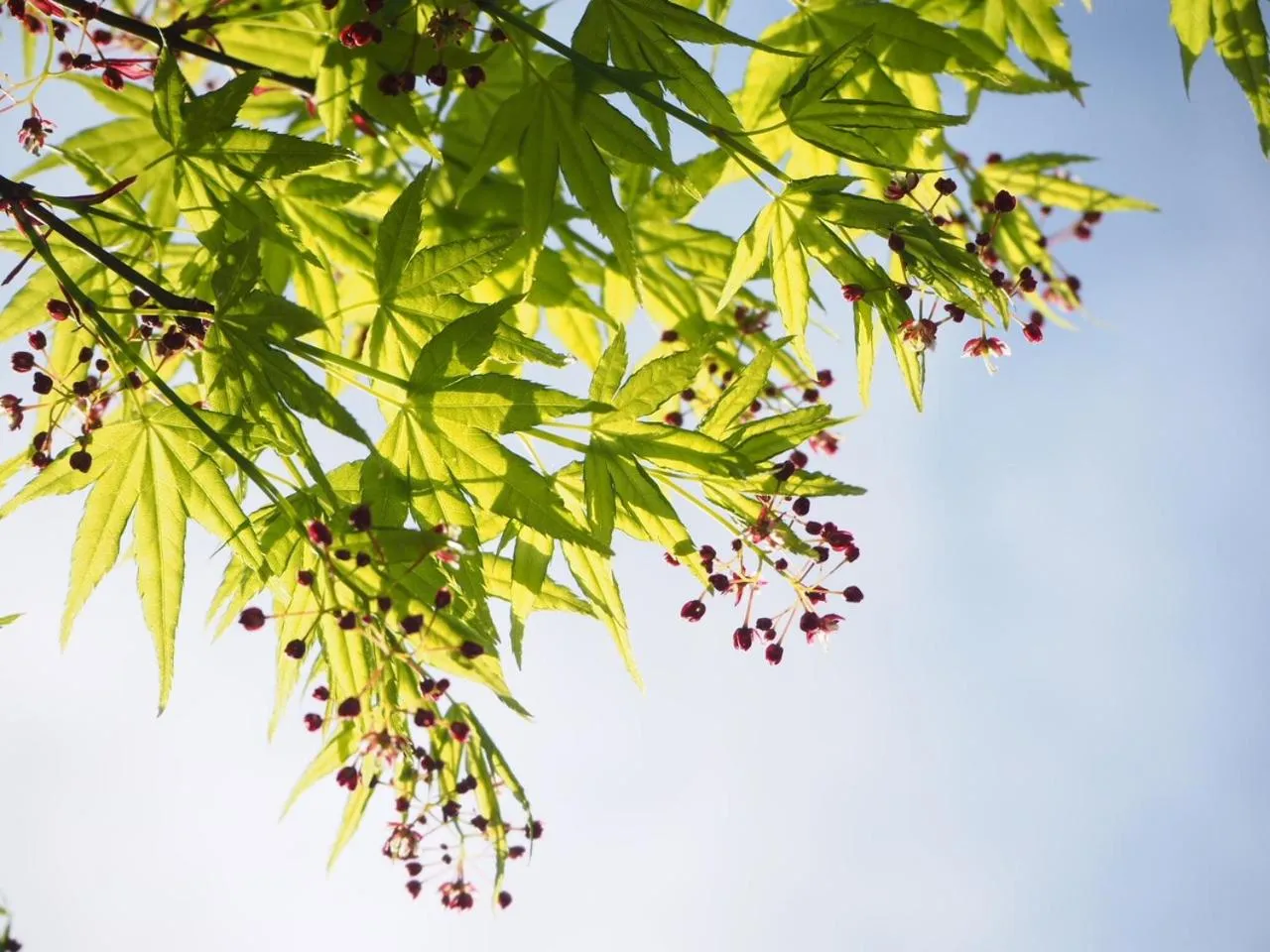 Spring in Gyokusenkaku