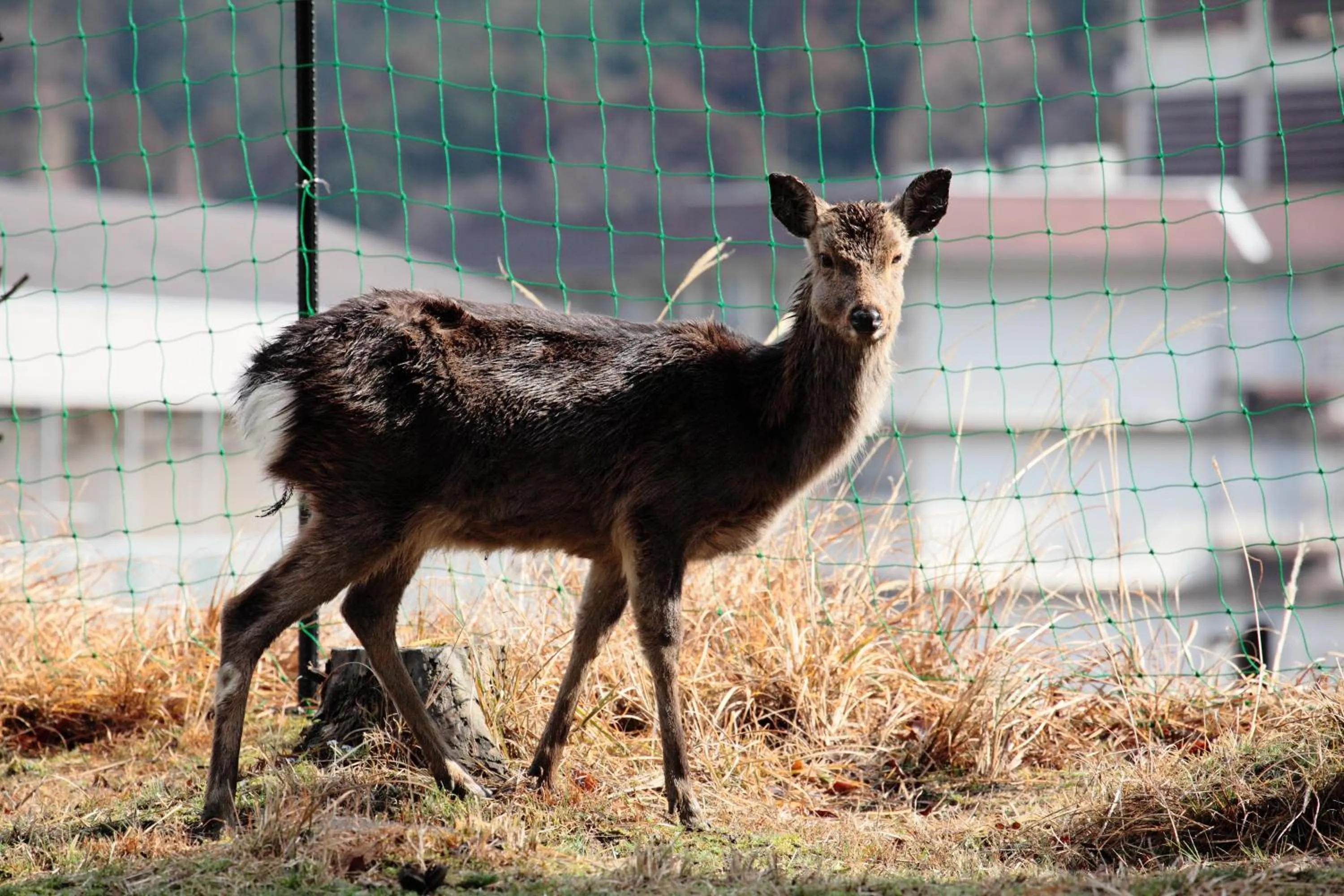 Animals in Gyokusenkaku