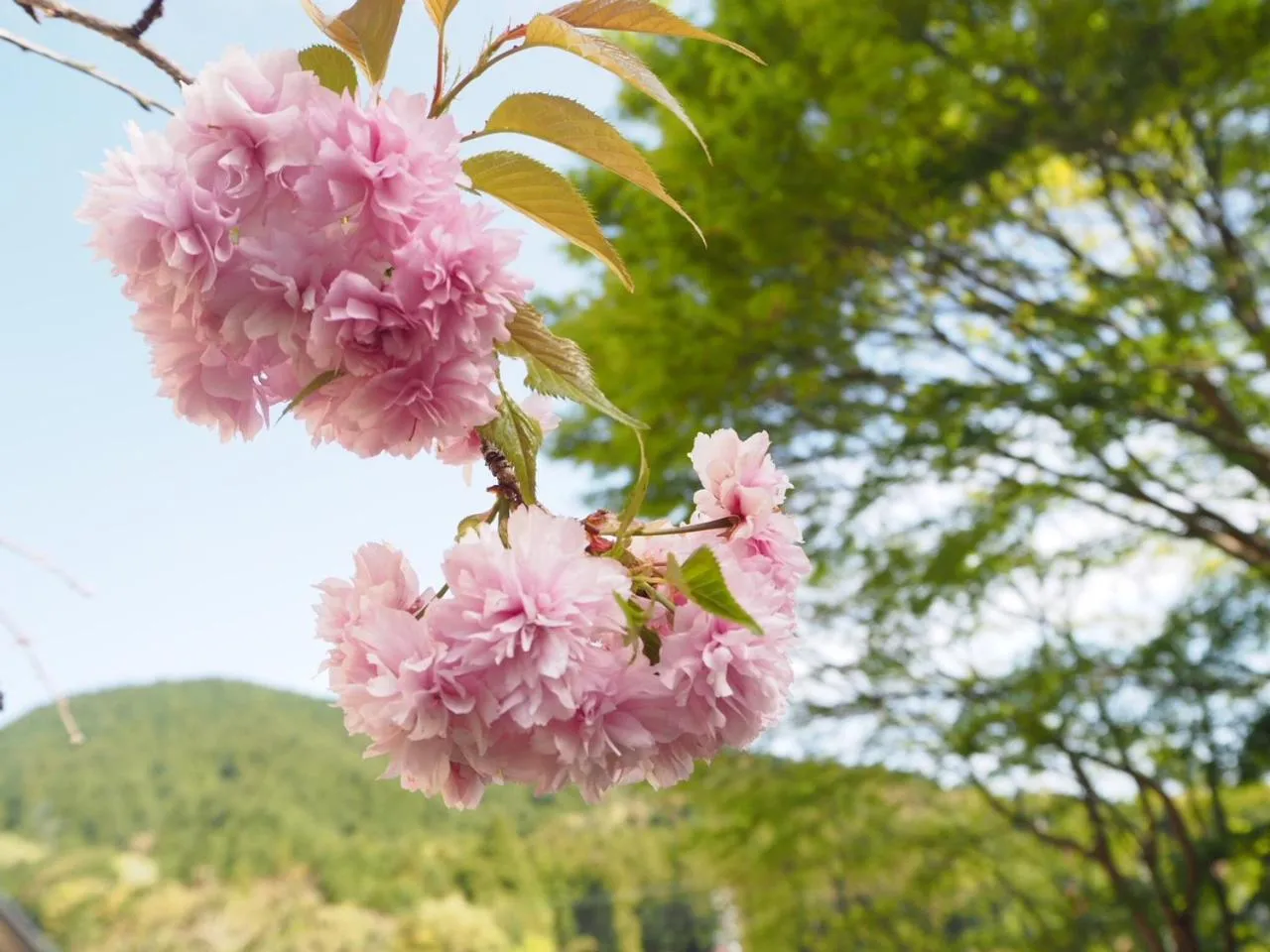 Spring in Gyokusenkaku