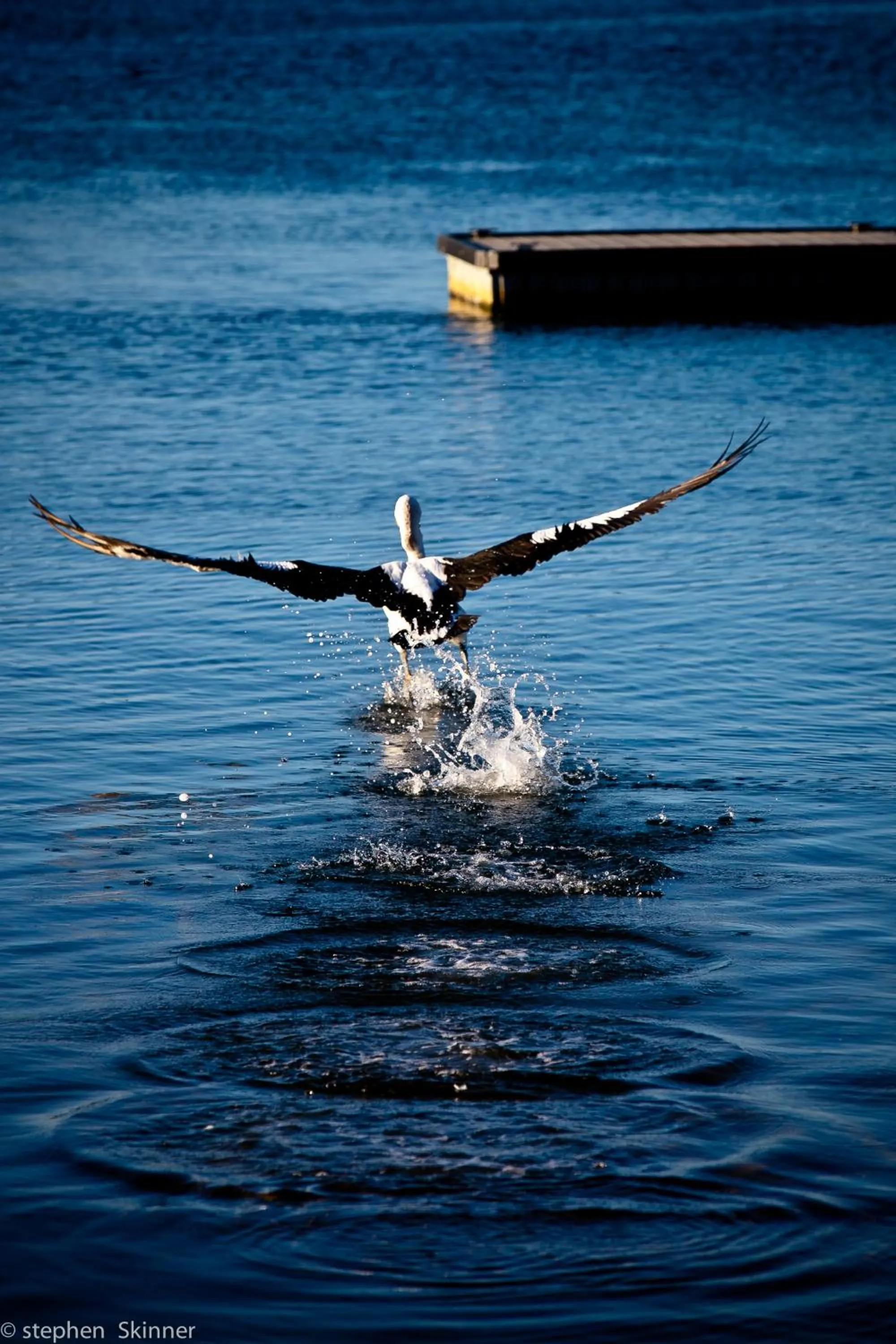 Animals in The Waterfront Wynyard