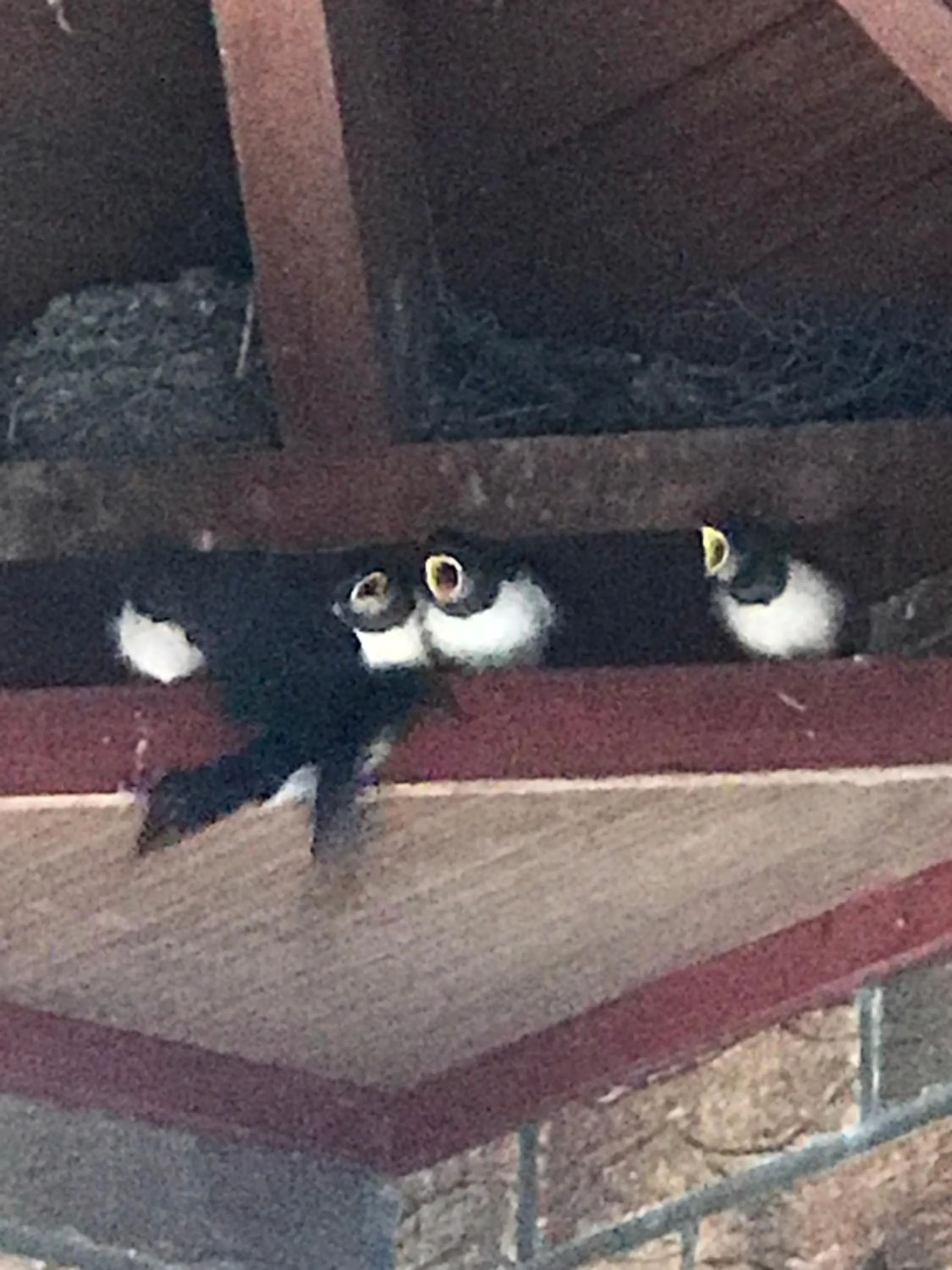 Spring in The Stables B&B