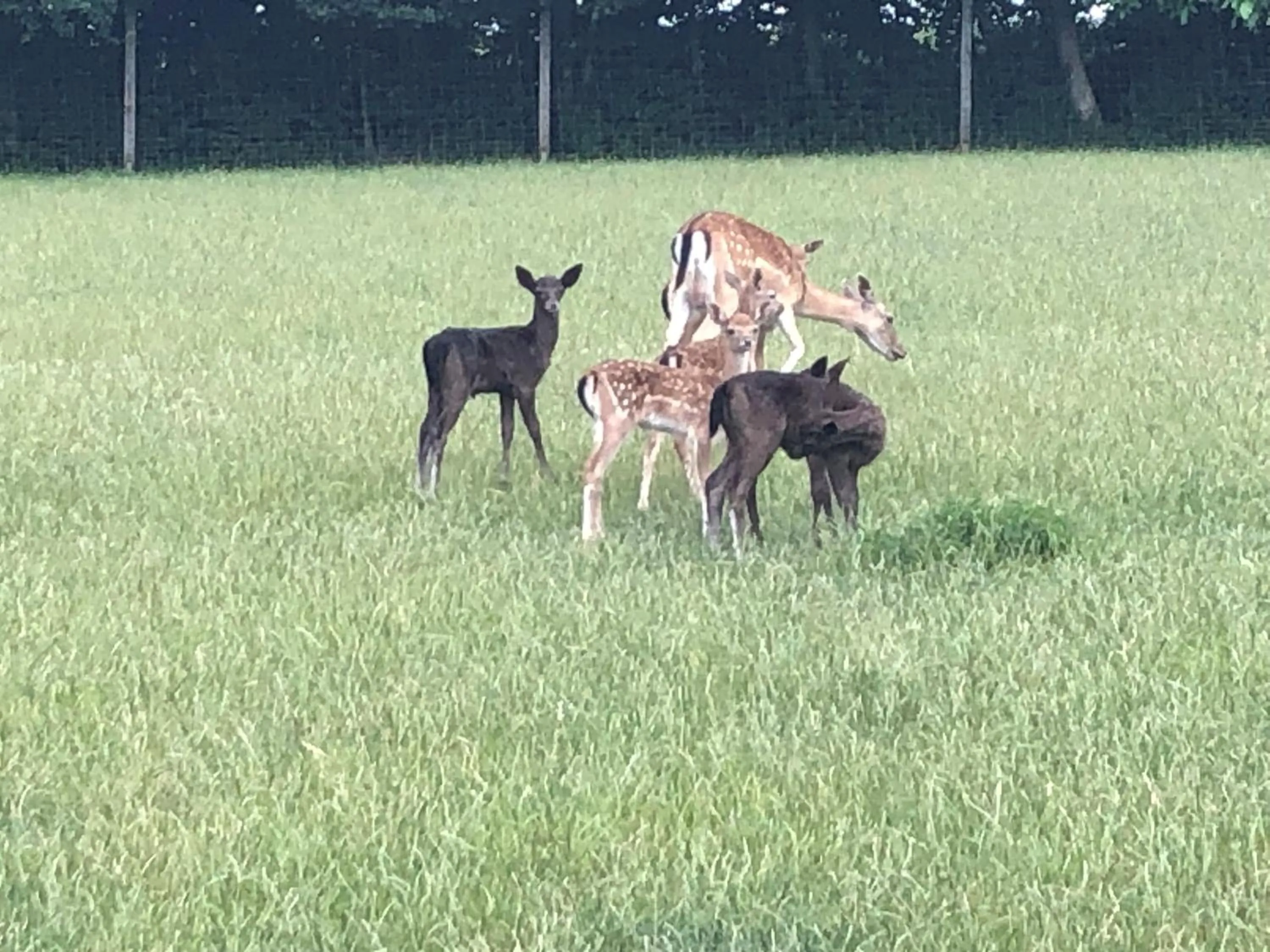 Garden view in Hotel Schwartze