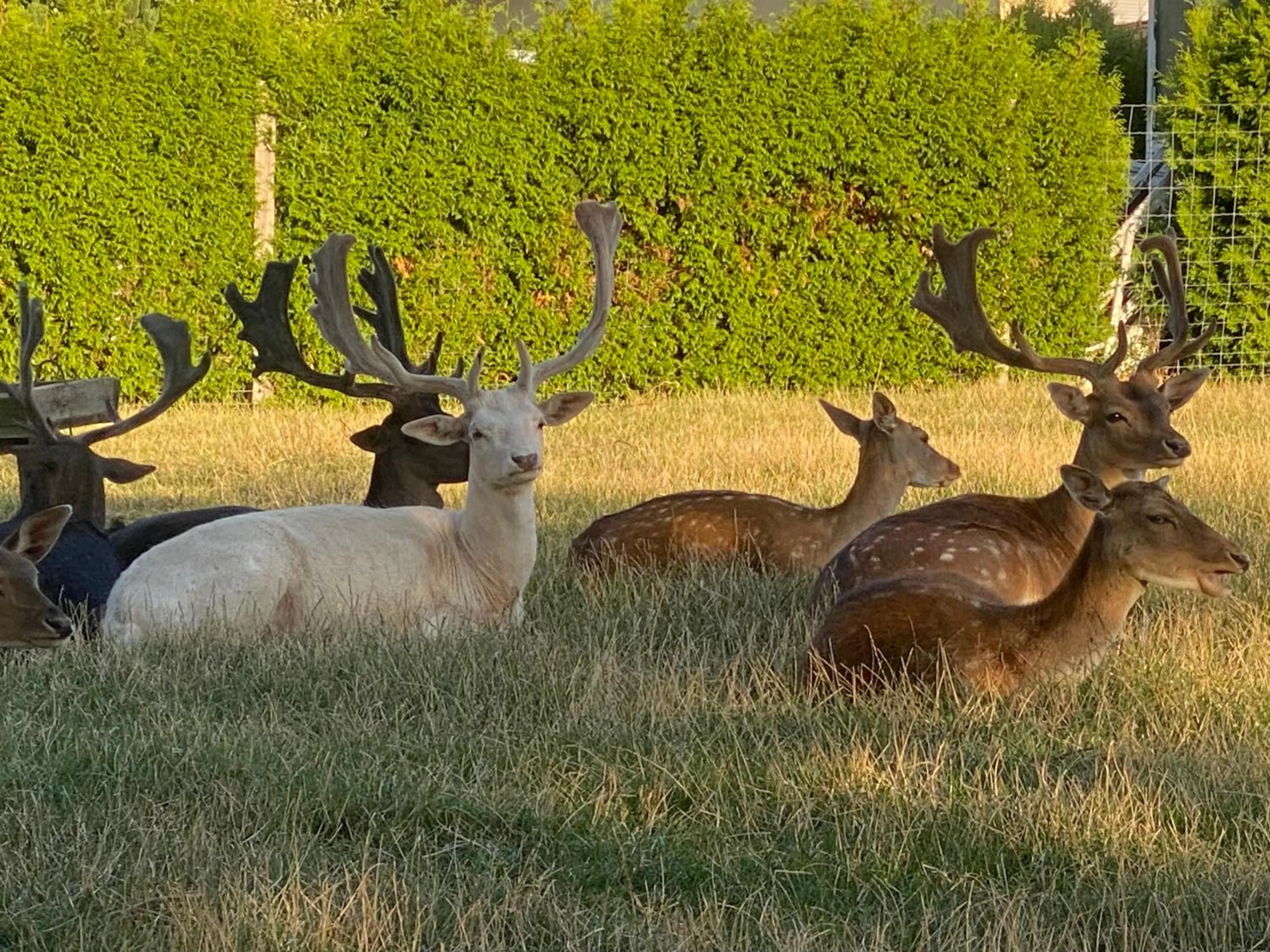Toilet in Hotel Schwartze