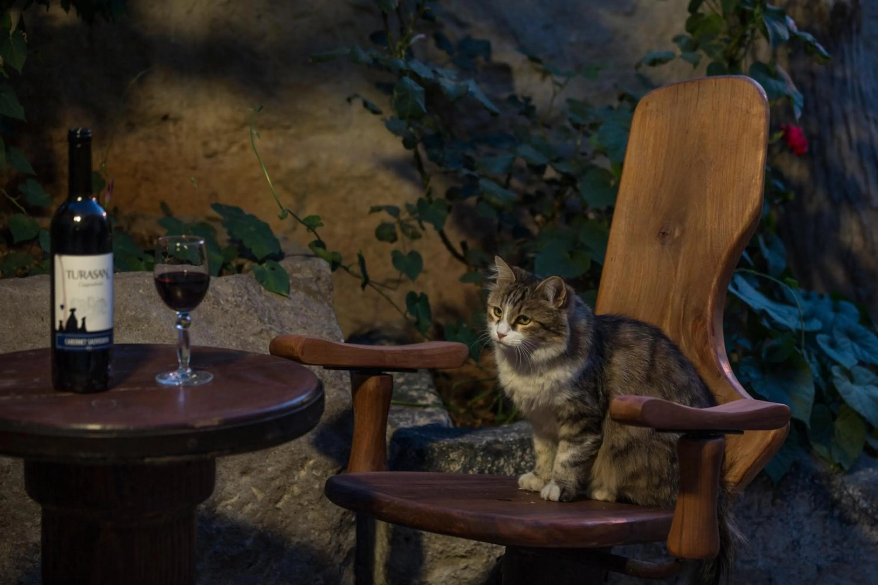 Pets in Koza Cave Hotel