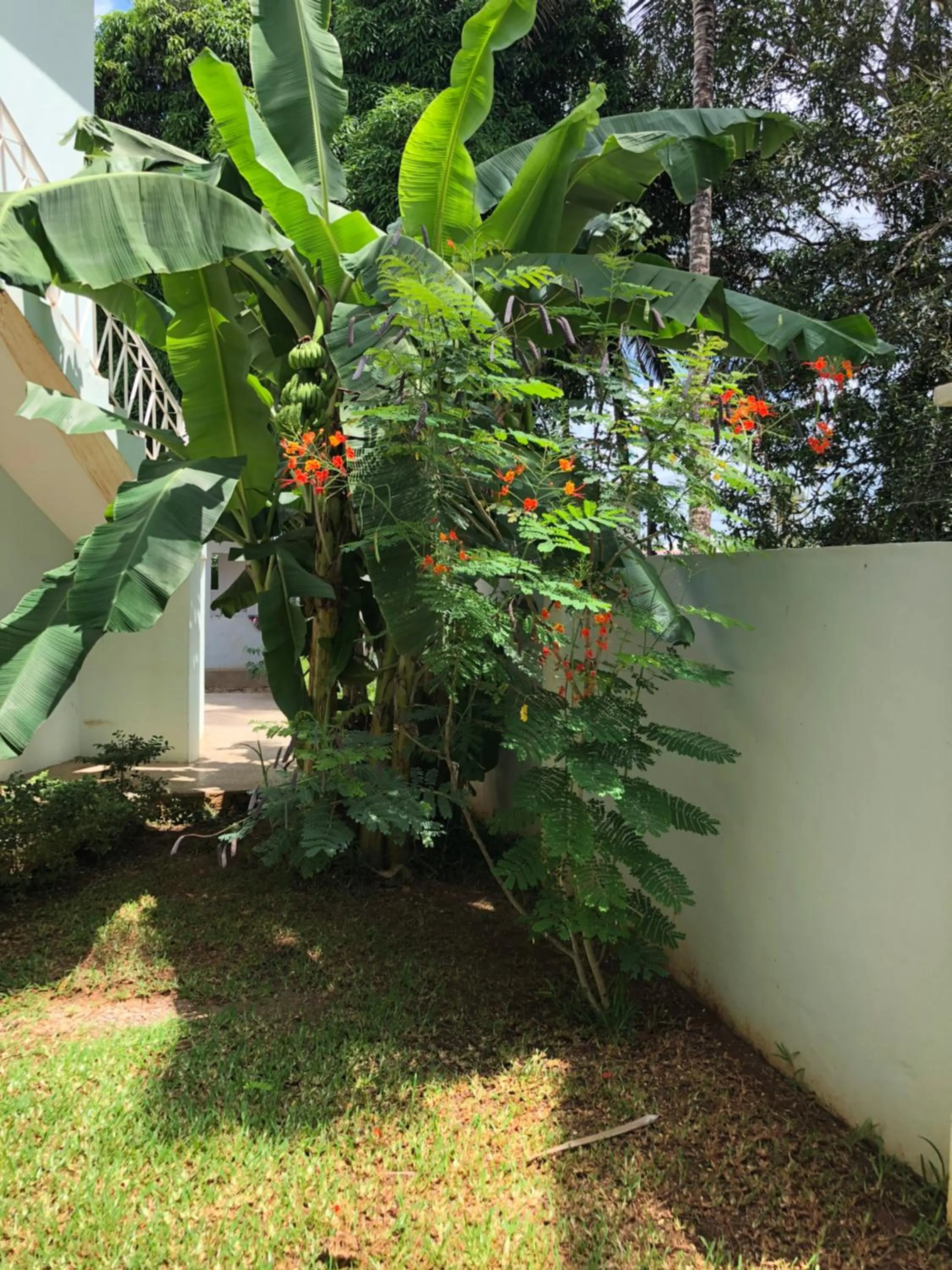 Garden in Green Turaco