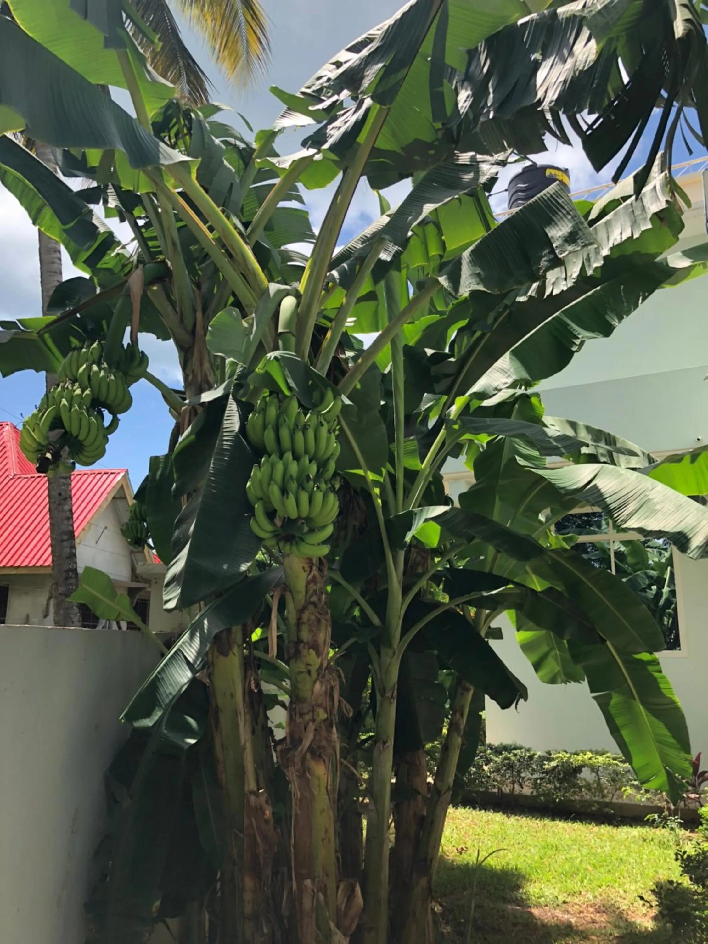 Garden in Green Turaco