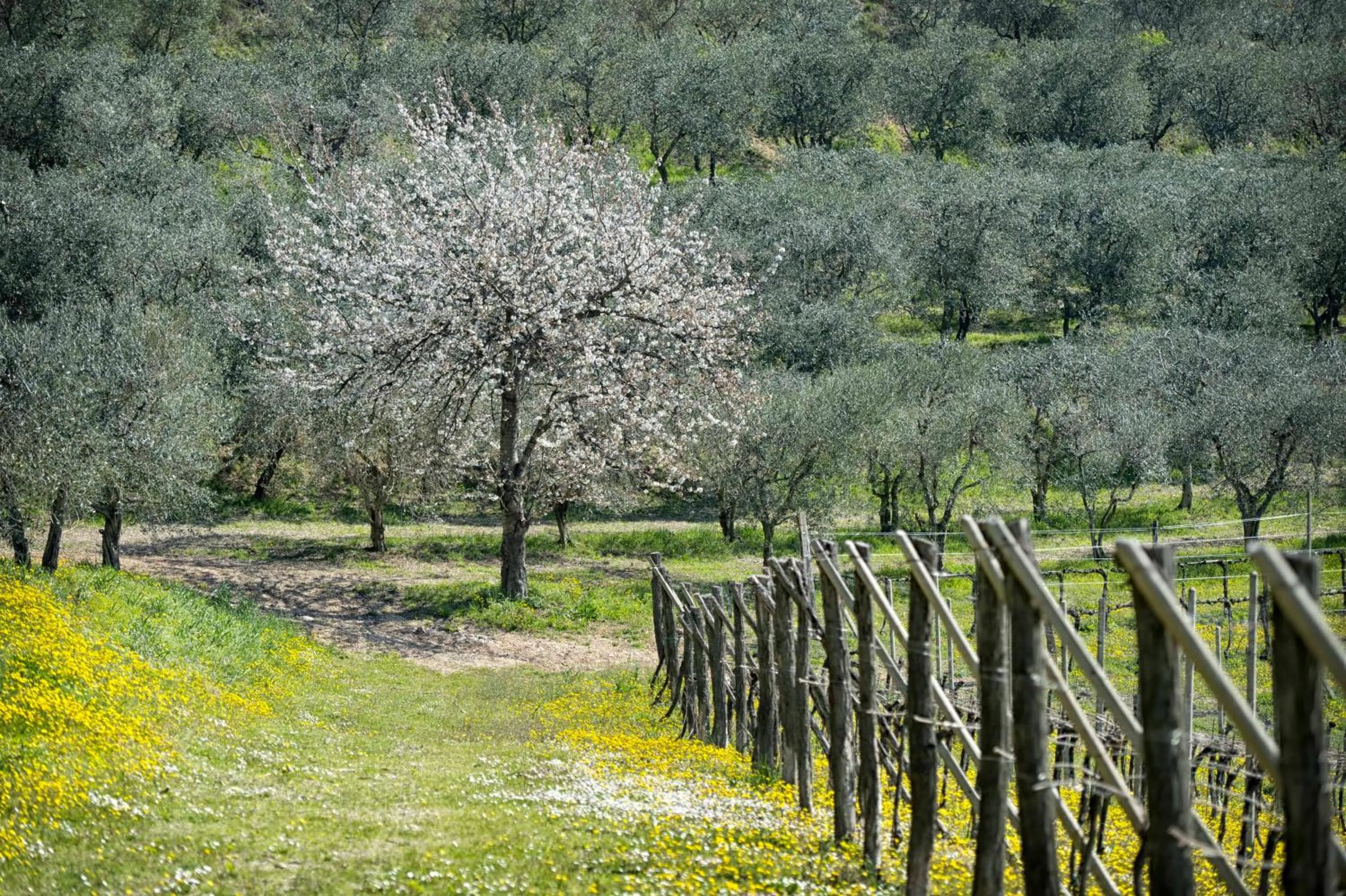 Natural landscape in Terme Preistoriche Resort & Spa