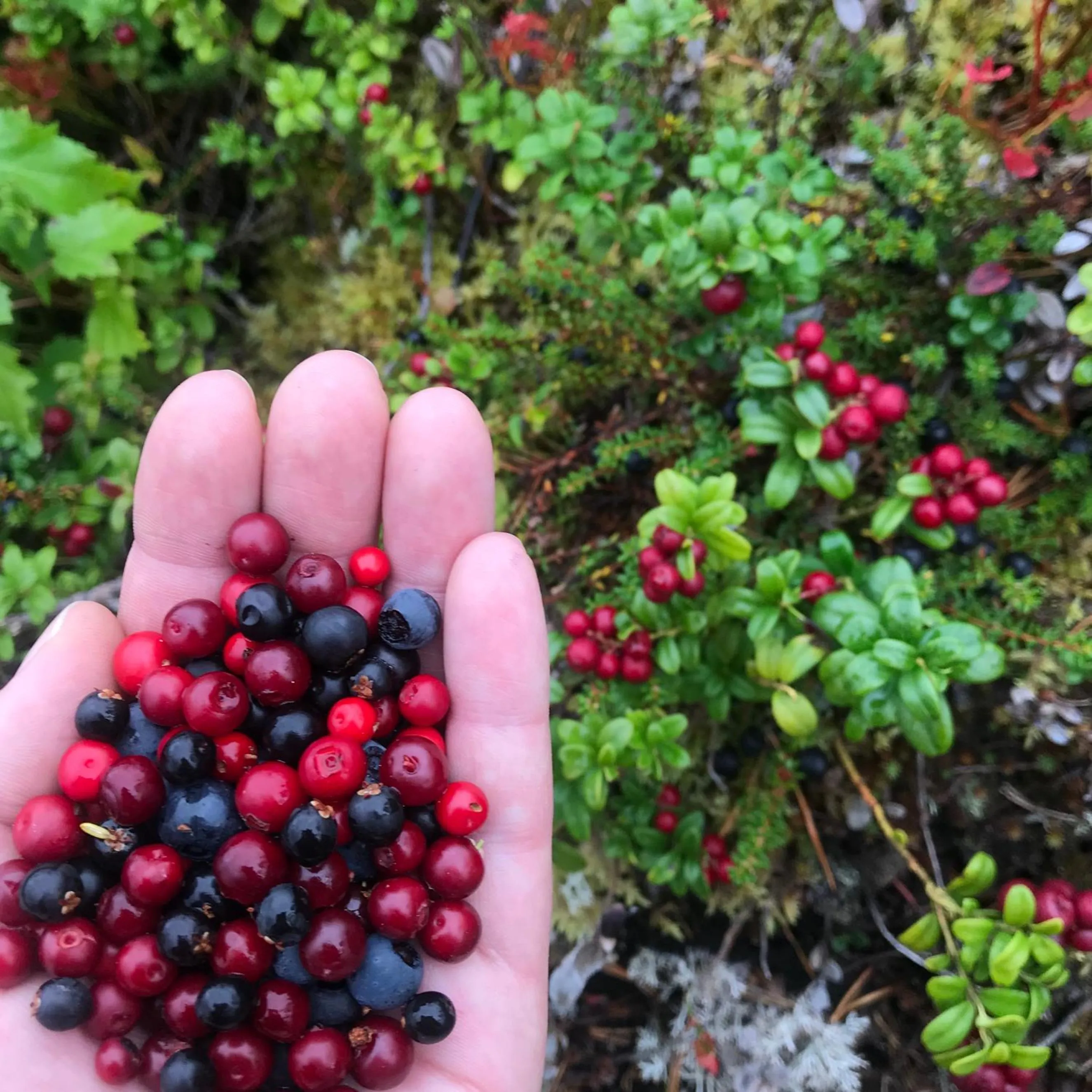 Natural landscape in Hotelli Kainuu