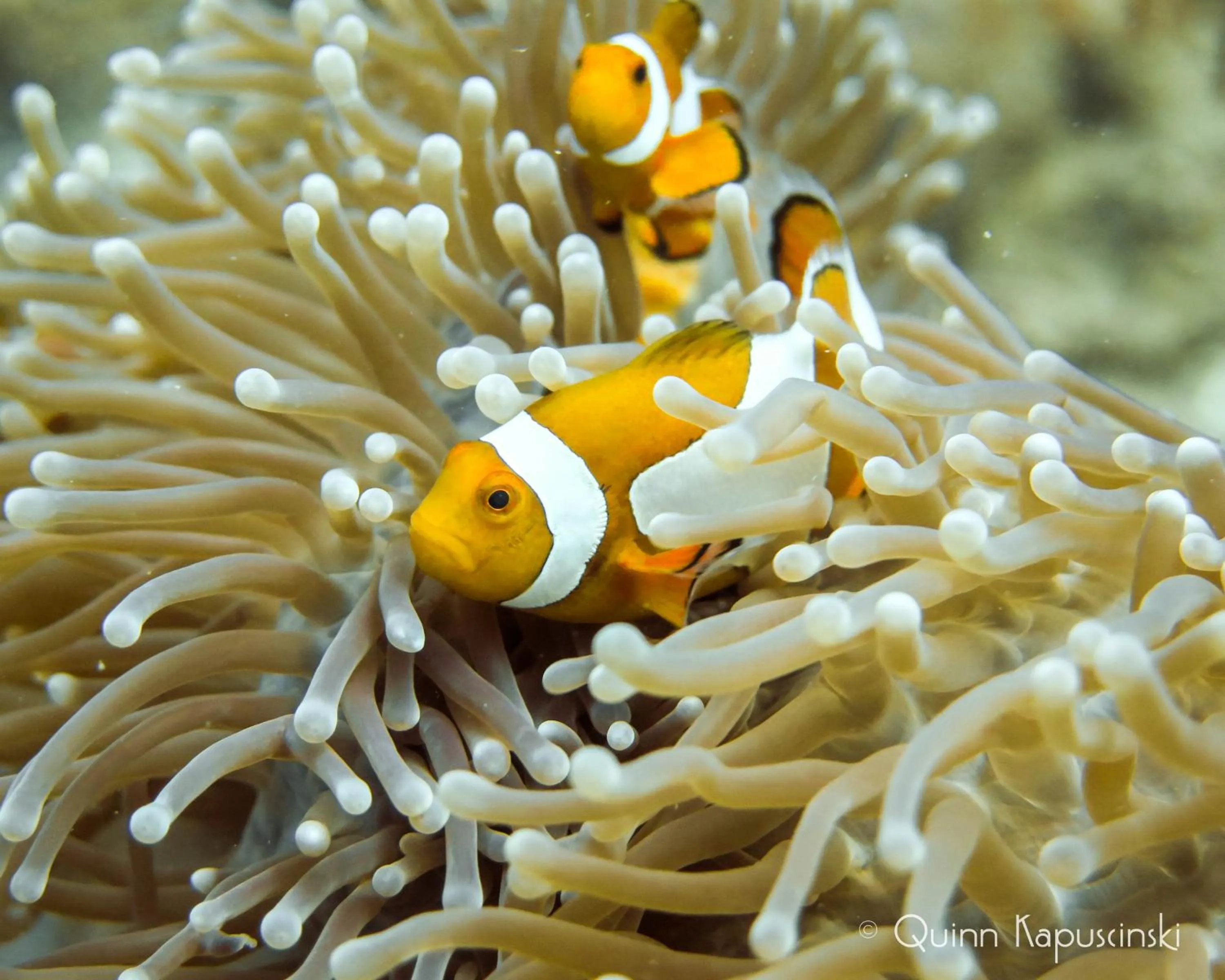 Animals in Fridays Puerto Galera