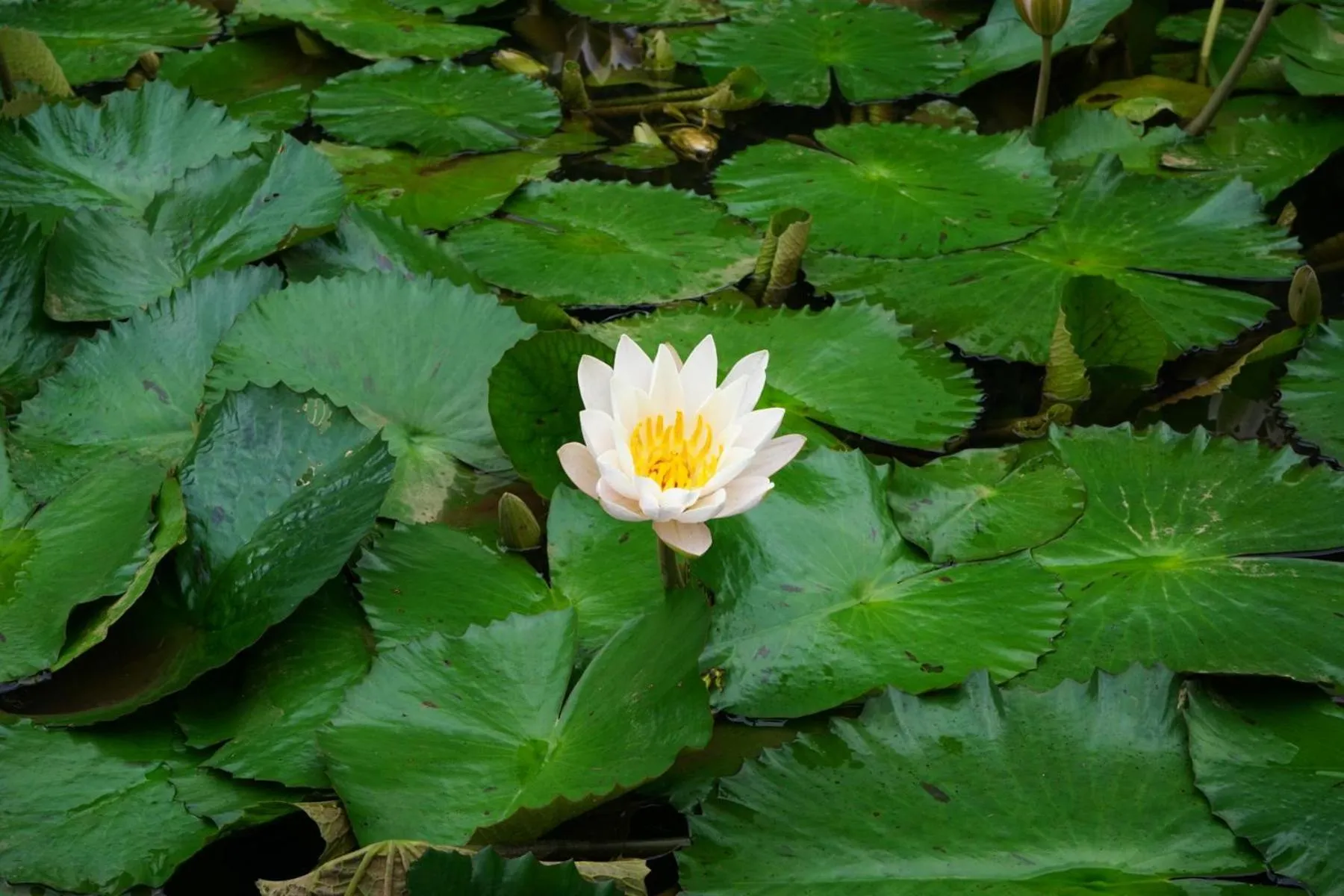 Garden in Rinjani Mountain Garden