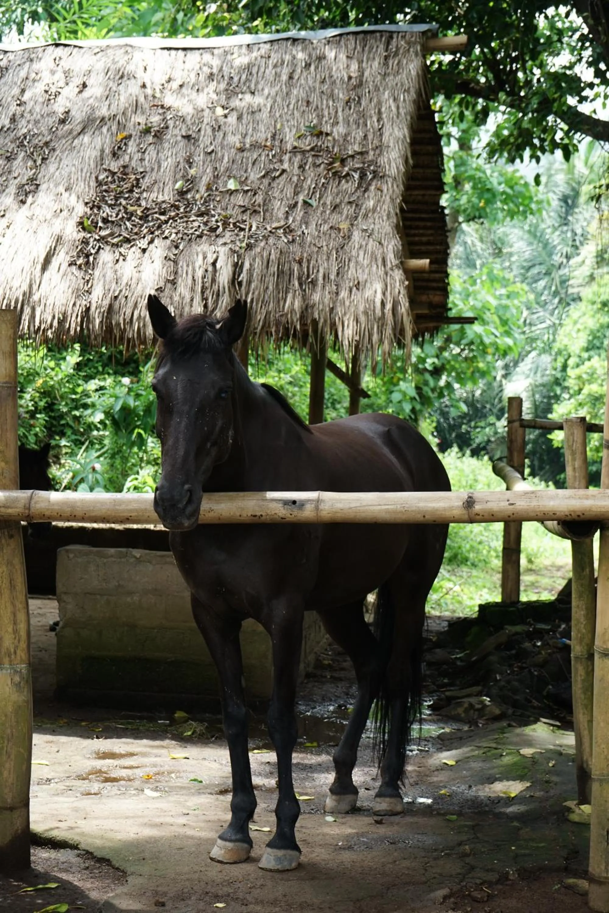 Garden in Rinjani Mountain Garden