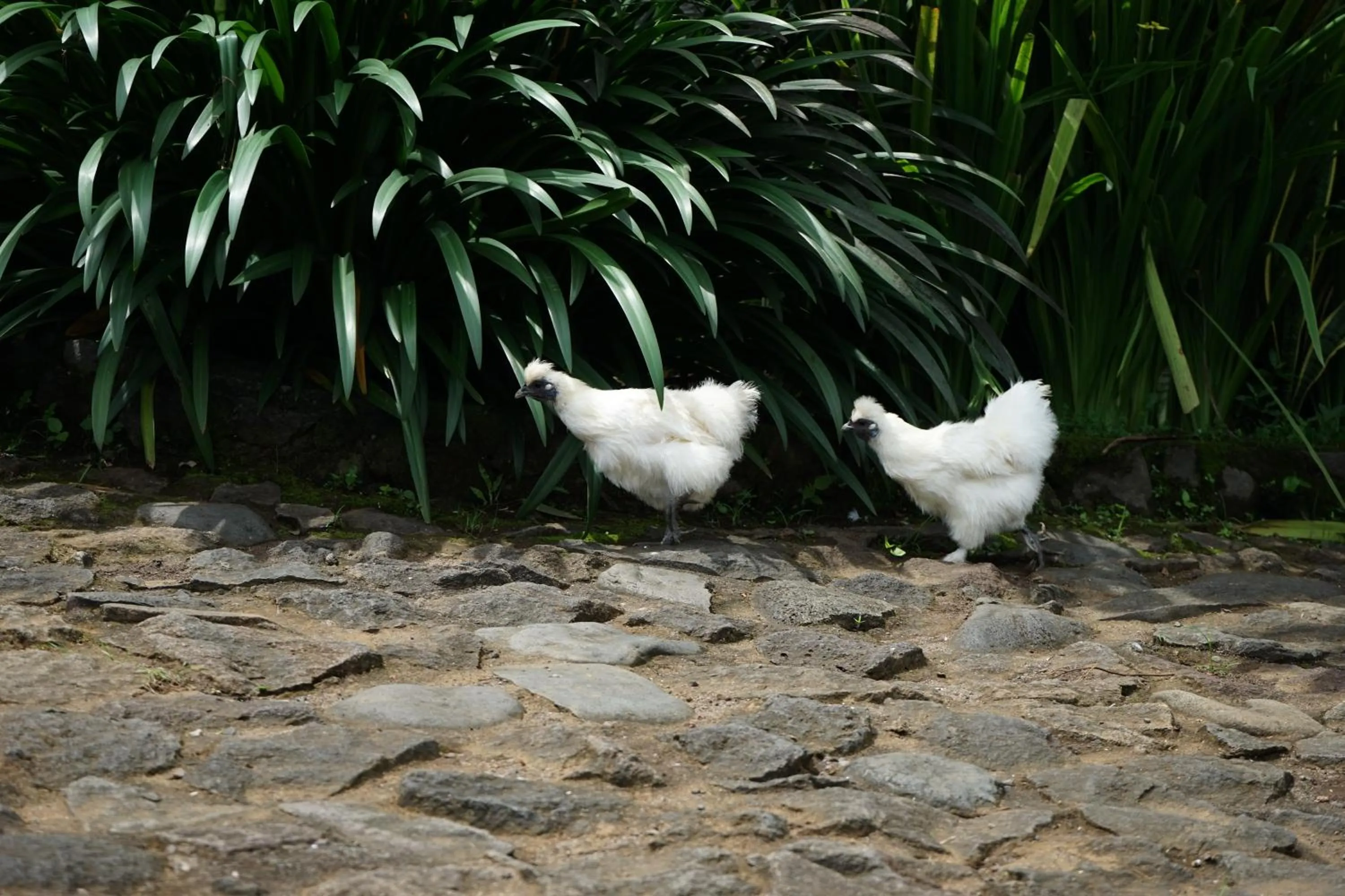Garden in Rinjani Mountain Garden