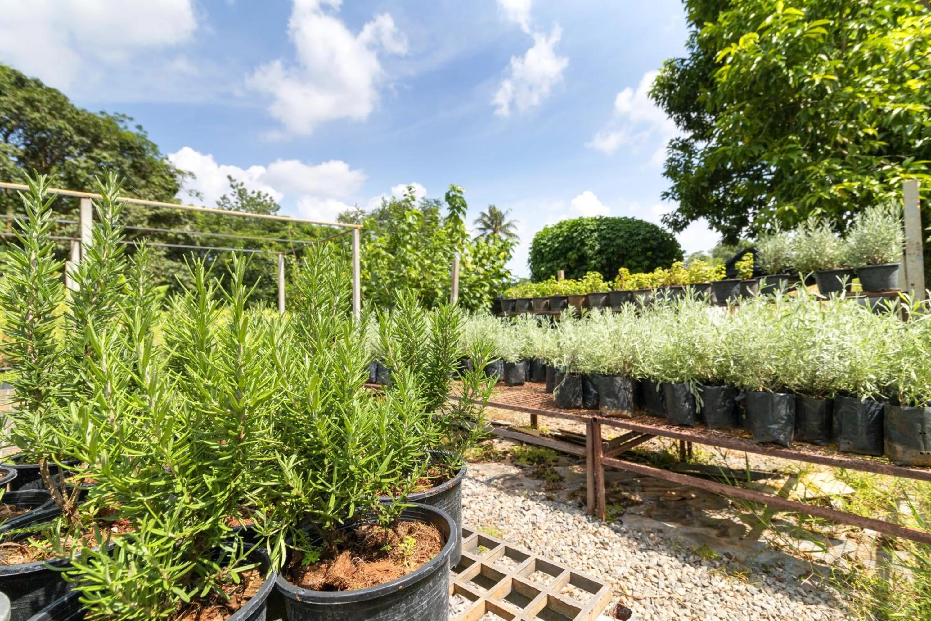 Garden in Rosemary House