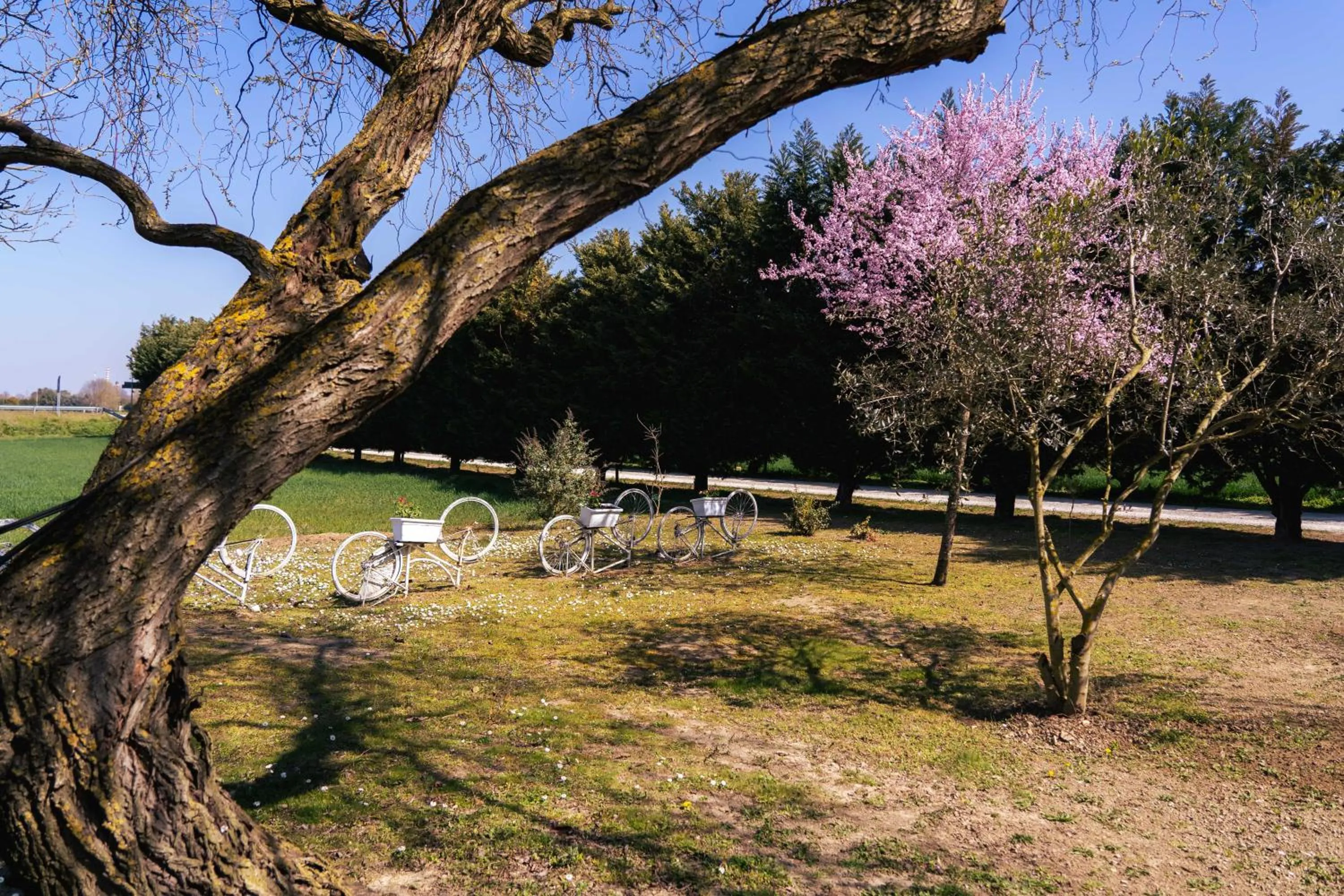 Garden in Il Giardino Di Rebecca