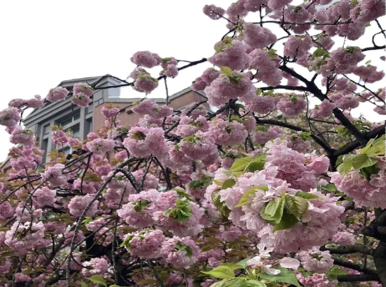 Spring in Hotel Monterey Le Frere Osaka