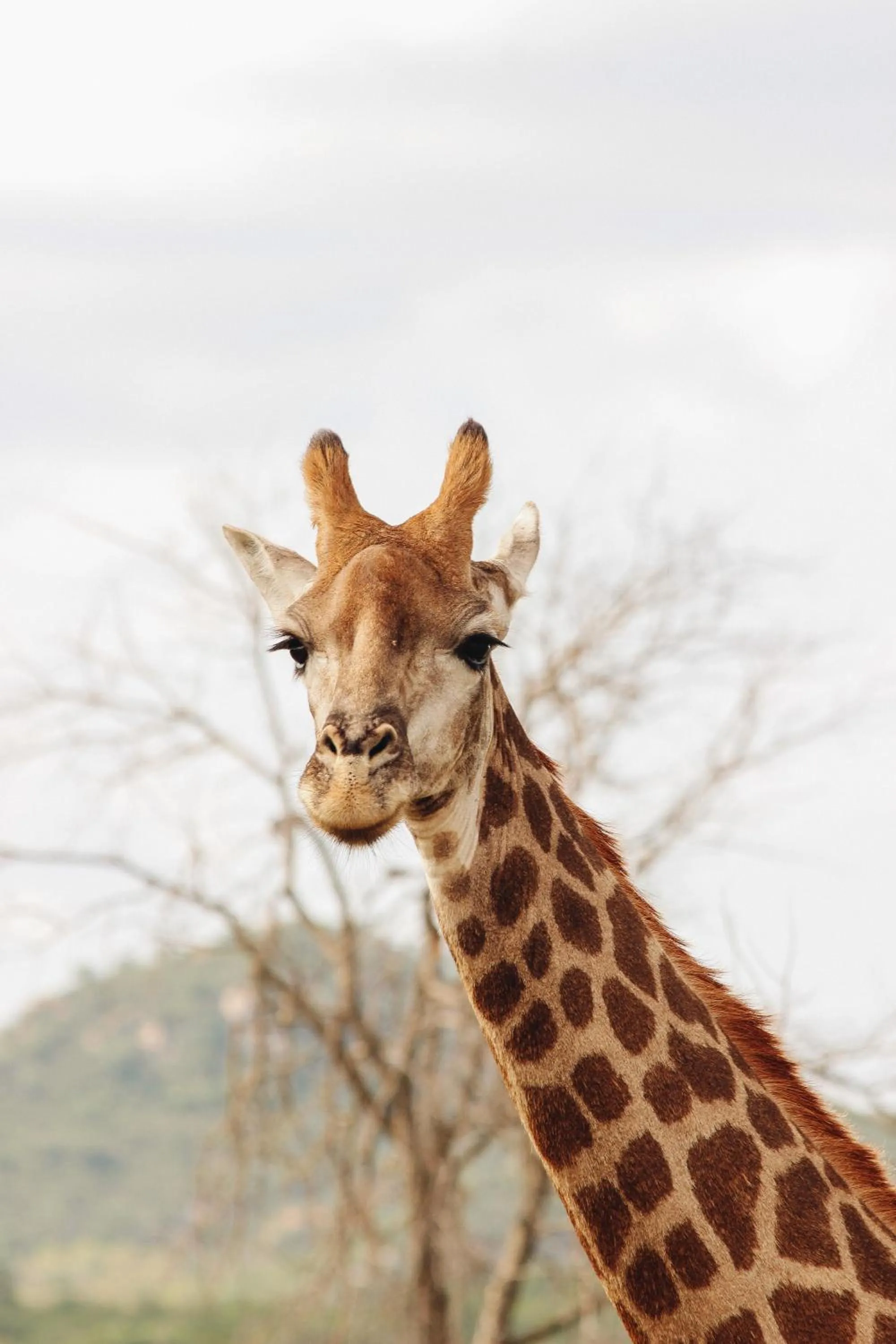 Animals in Nyati Safari Lodge