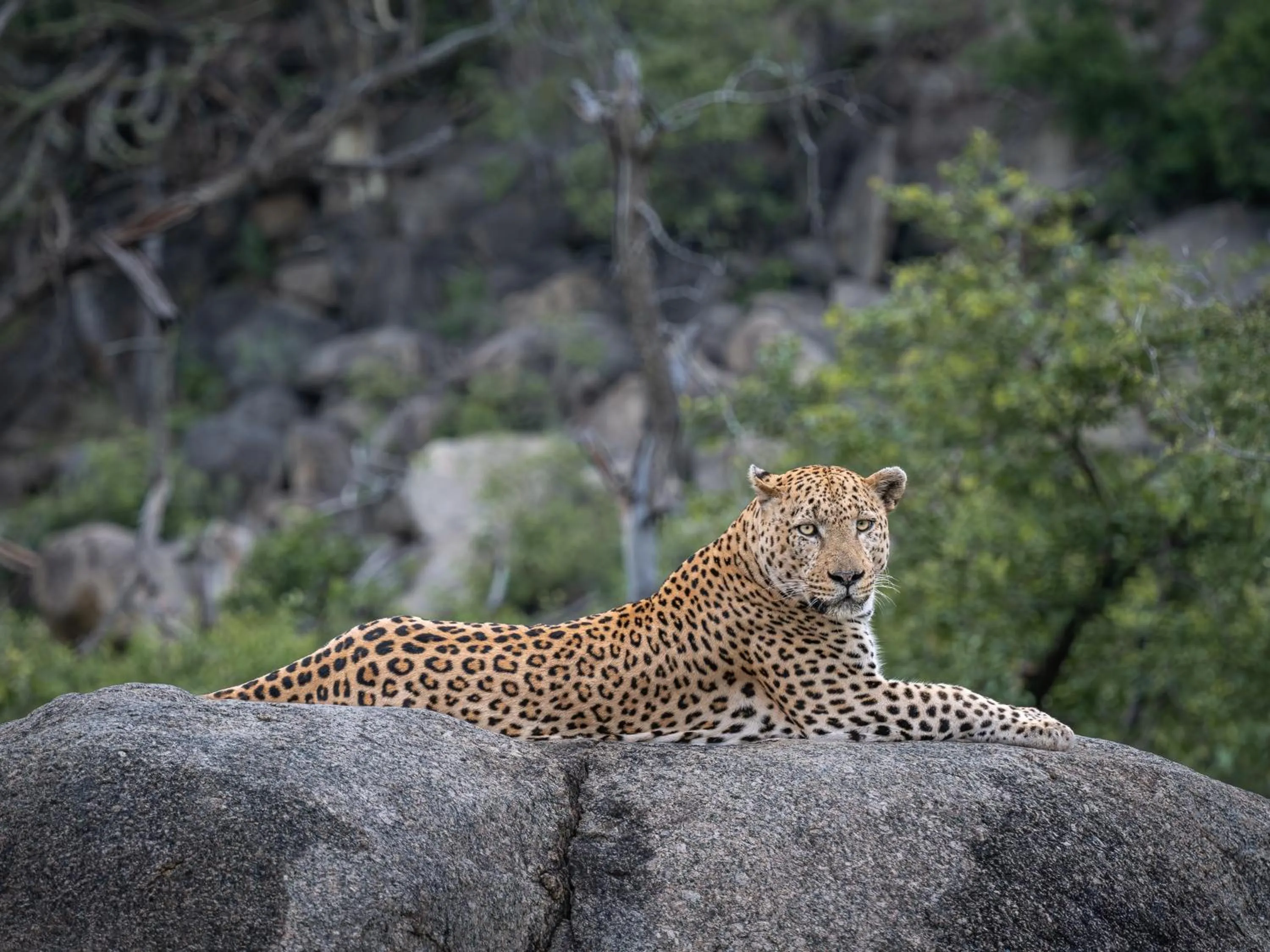 Natural landscape in Nyati Safari Lodge