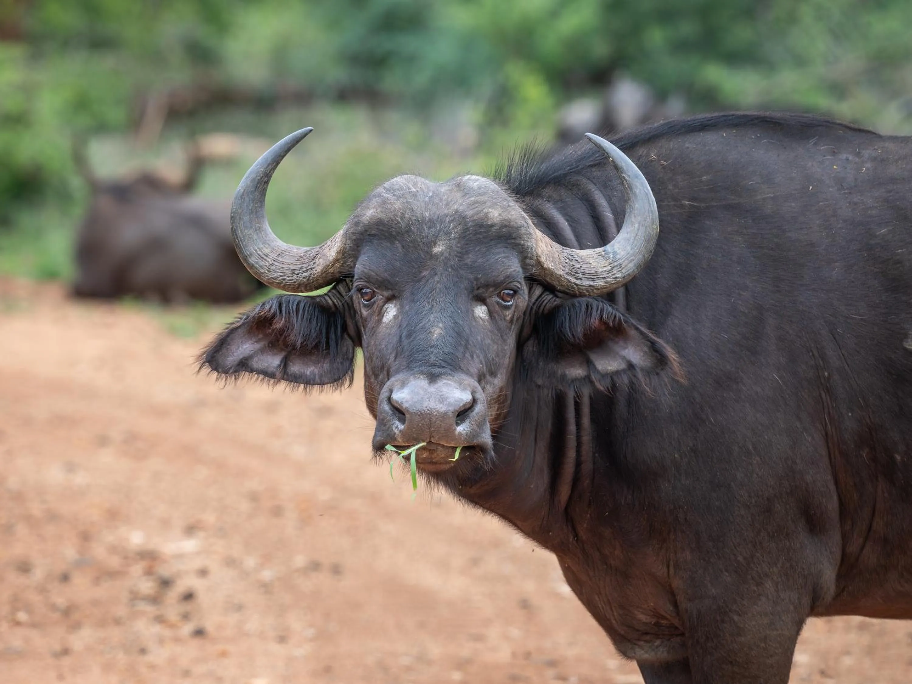 Animals in Nyati Safari Lodge