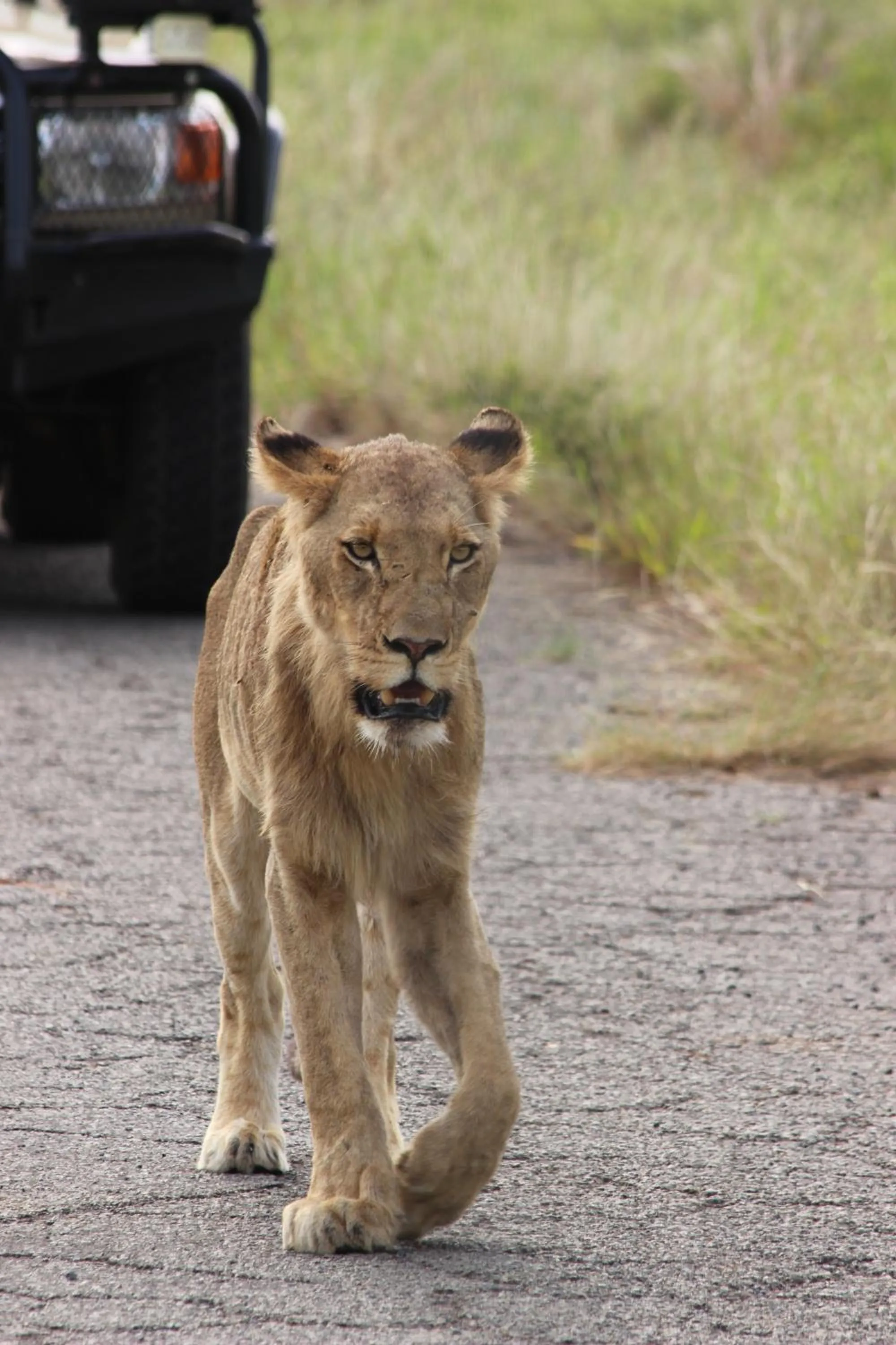 Day in Nyati Safari Lodge