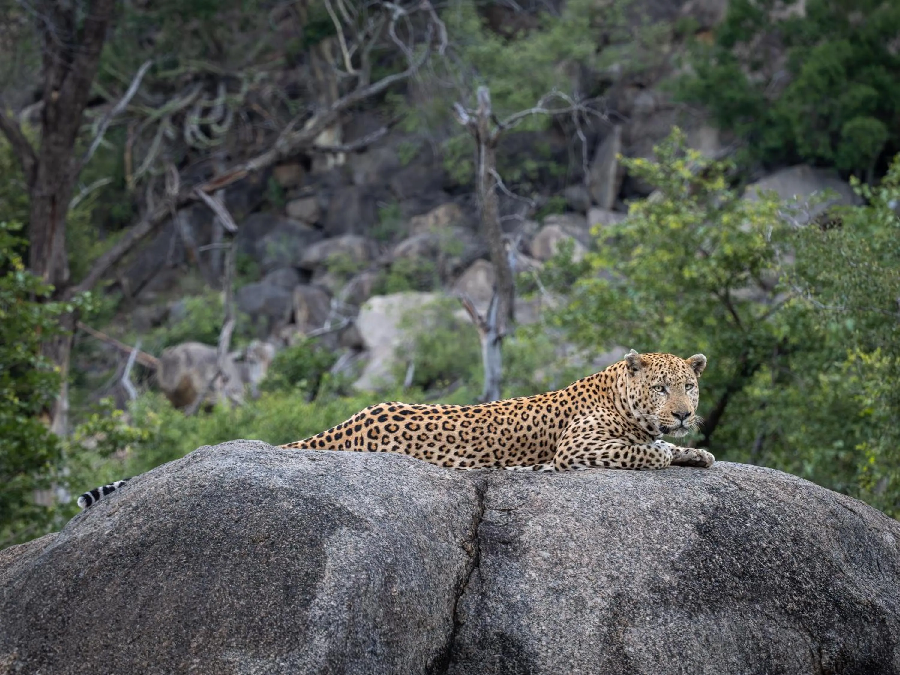 Day in Nyati Safari Lodge
