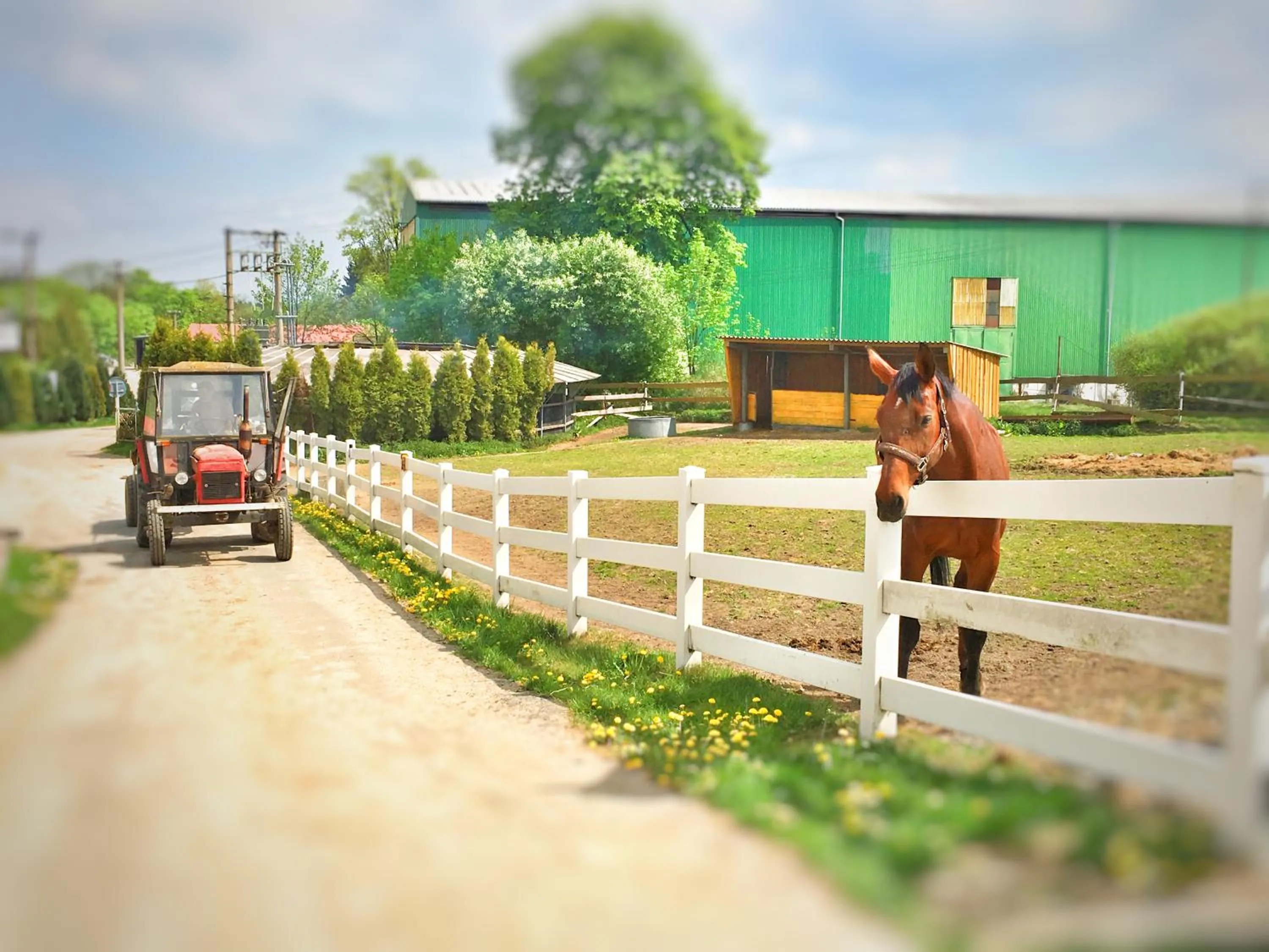 Horse-riding in Penzion Pegas Depoltovice