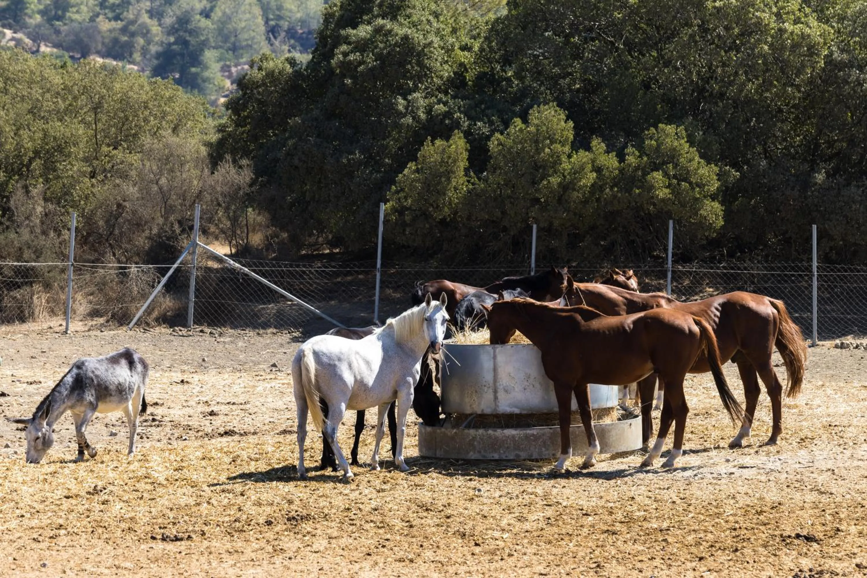 Demetriou Paradisos Hills Hotel