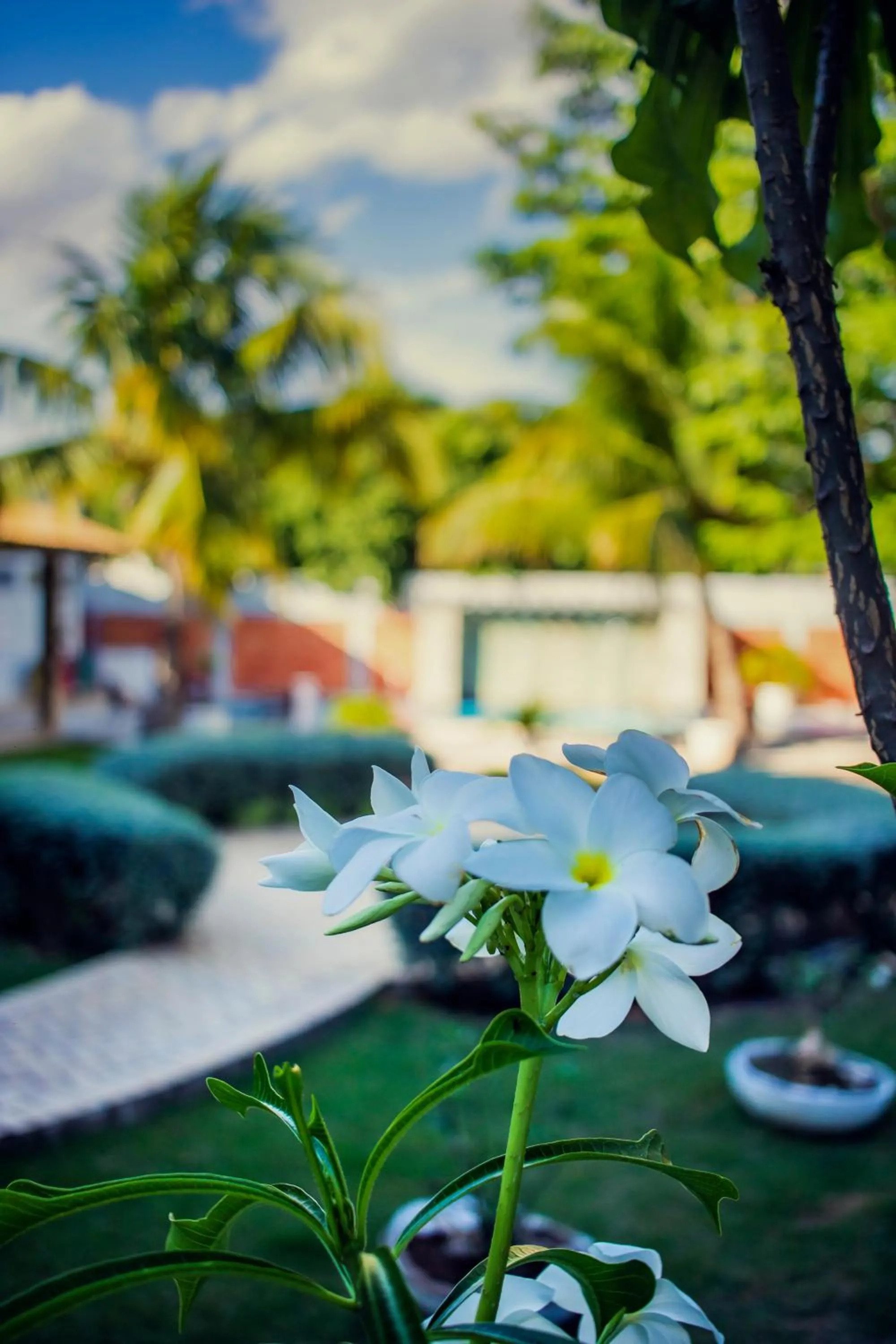 Garden in Delcas Hotel