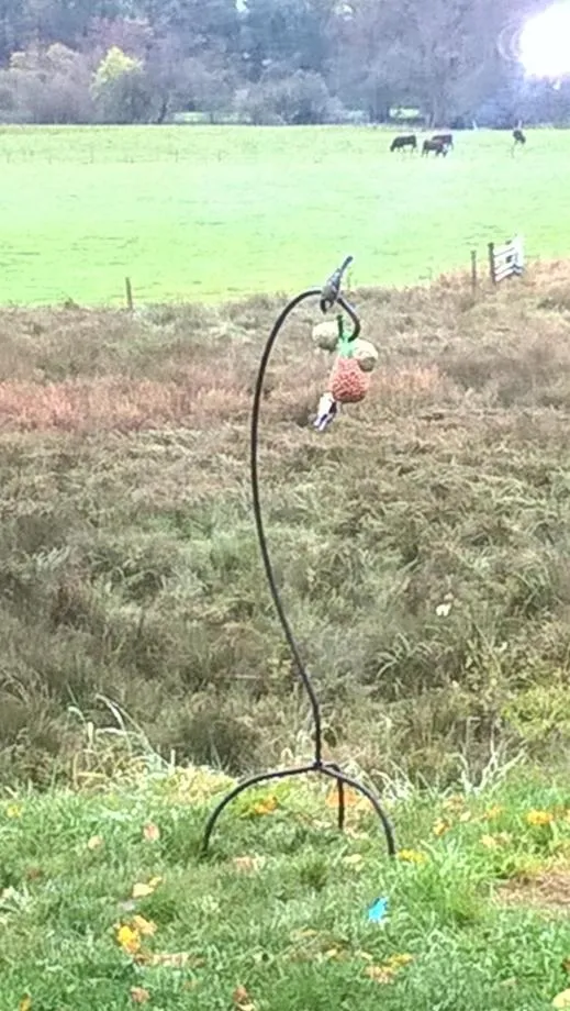 La Fleur et Le Soleil (F&S)