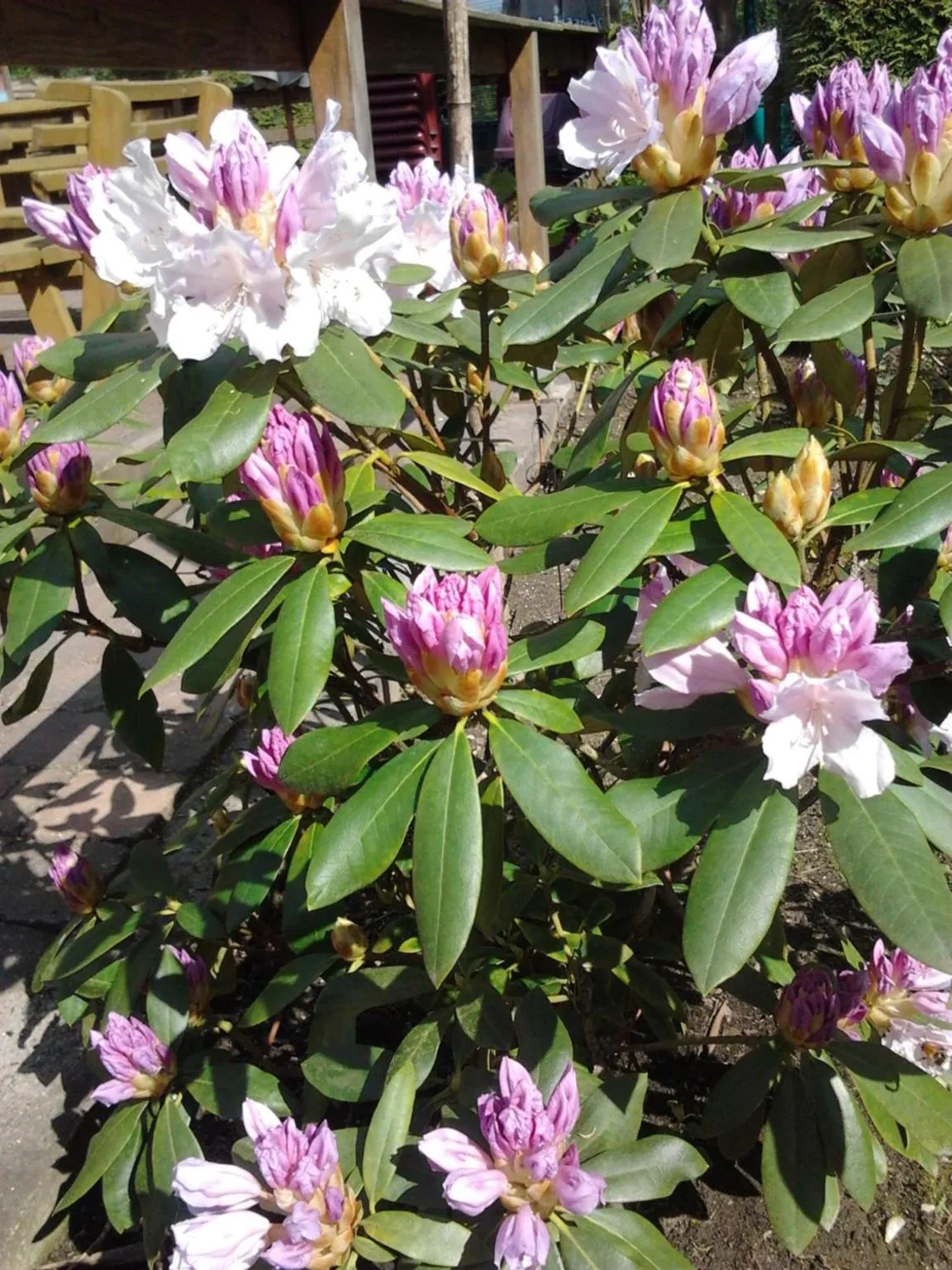 La Fleur et Le Soleil (F&S)