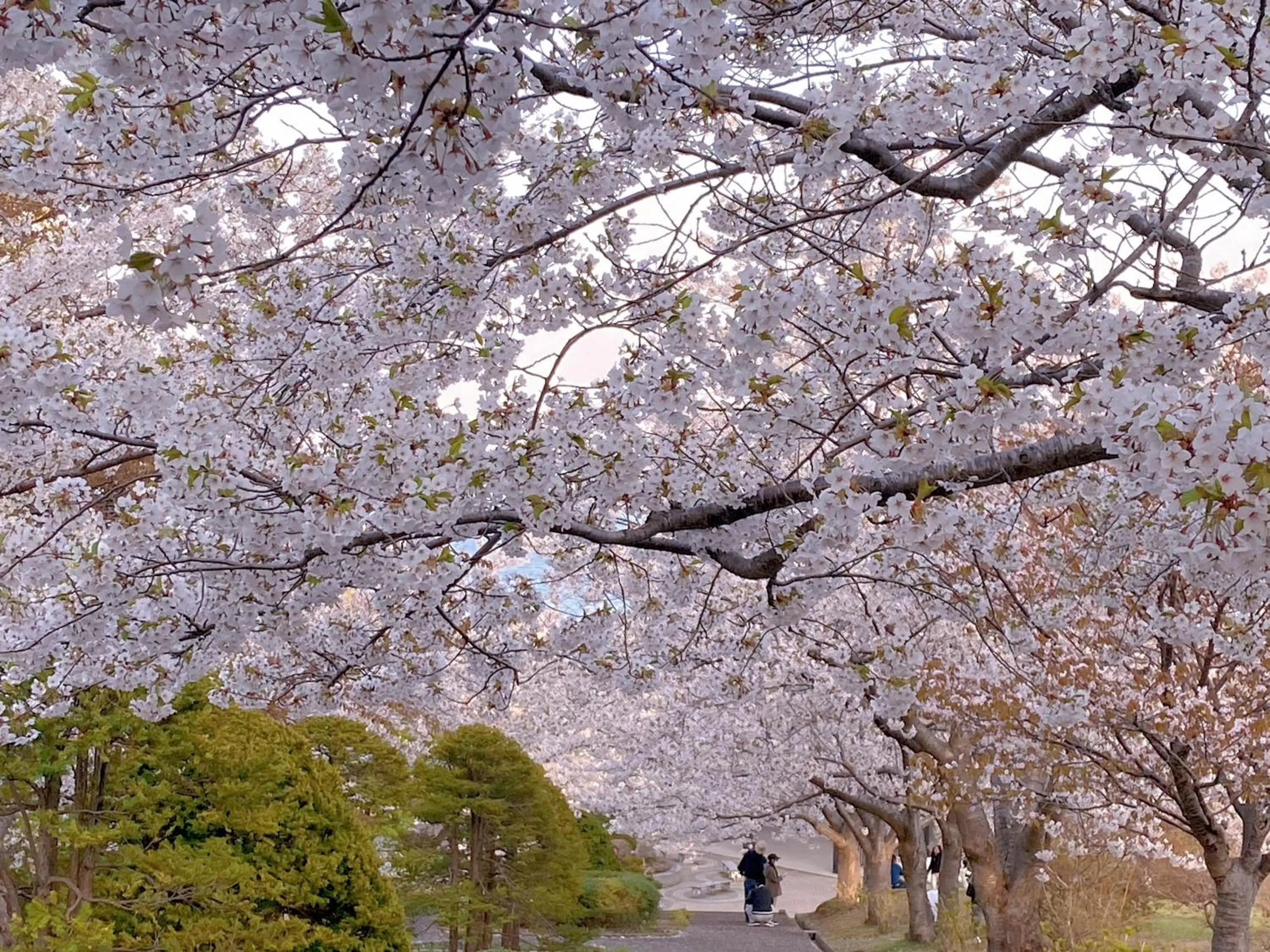 Spring in Nishikien inn