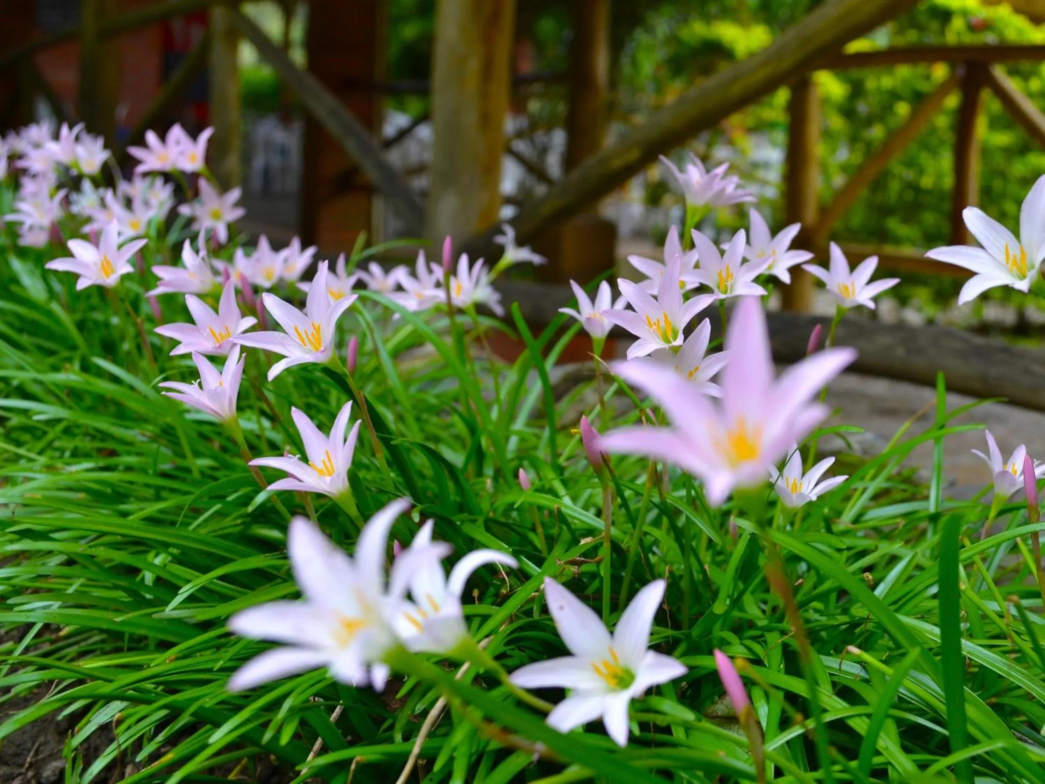 Garden in Hotel Campestre UMPALÁ