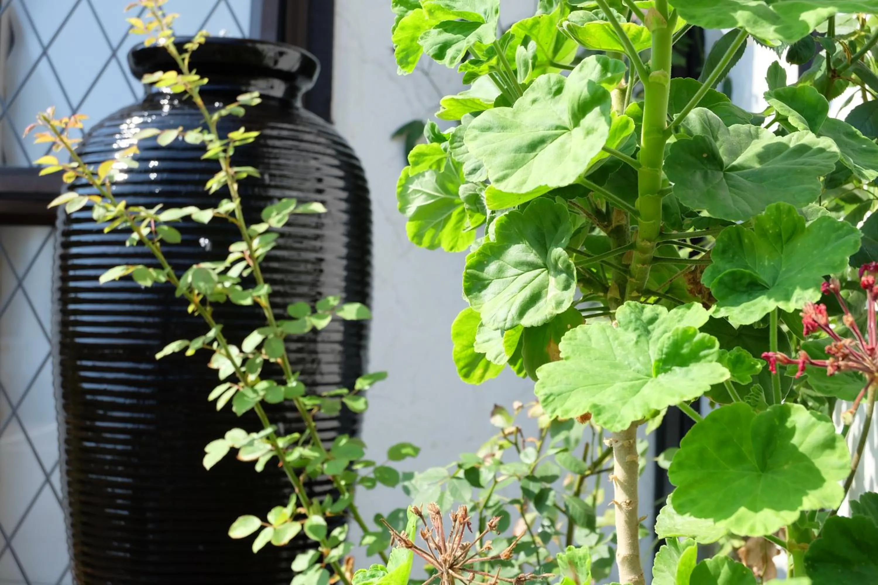 Garden view in Castles Motel & Driftwood Motel