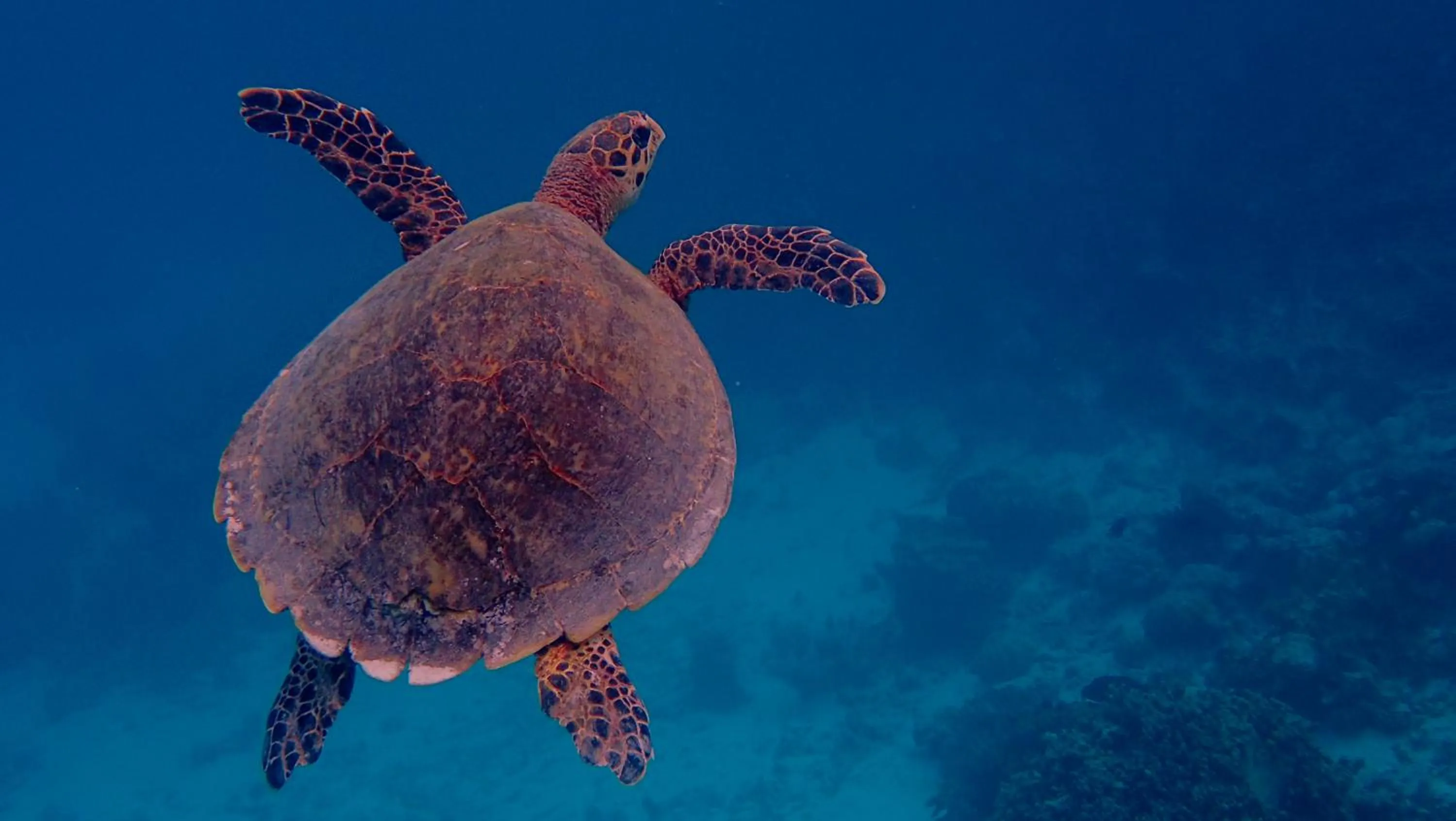 Animals in Makunudu Island- An Intimate Hideaway