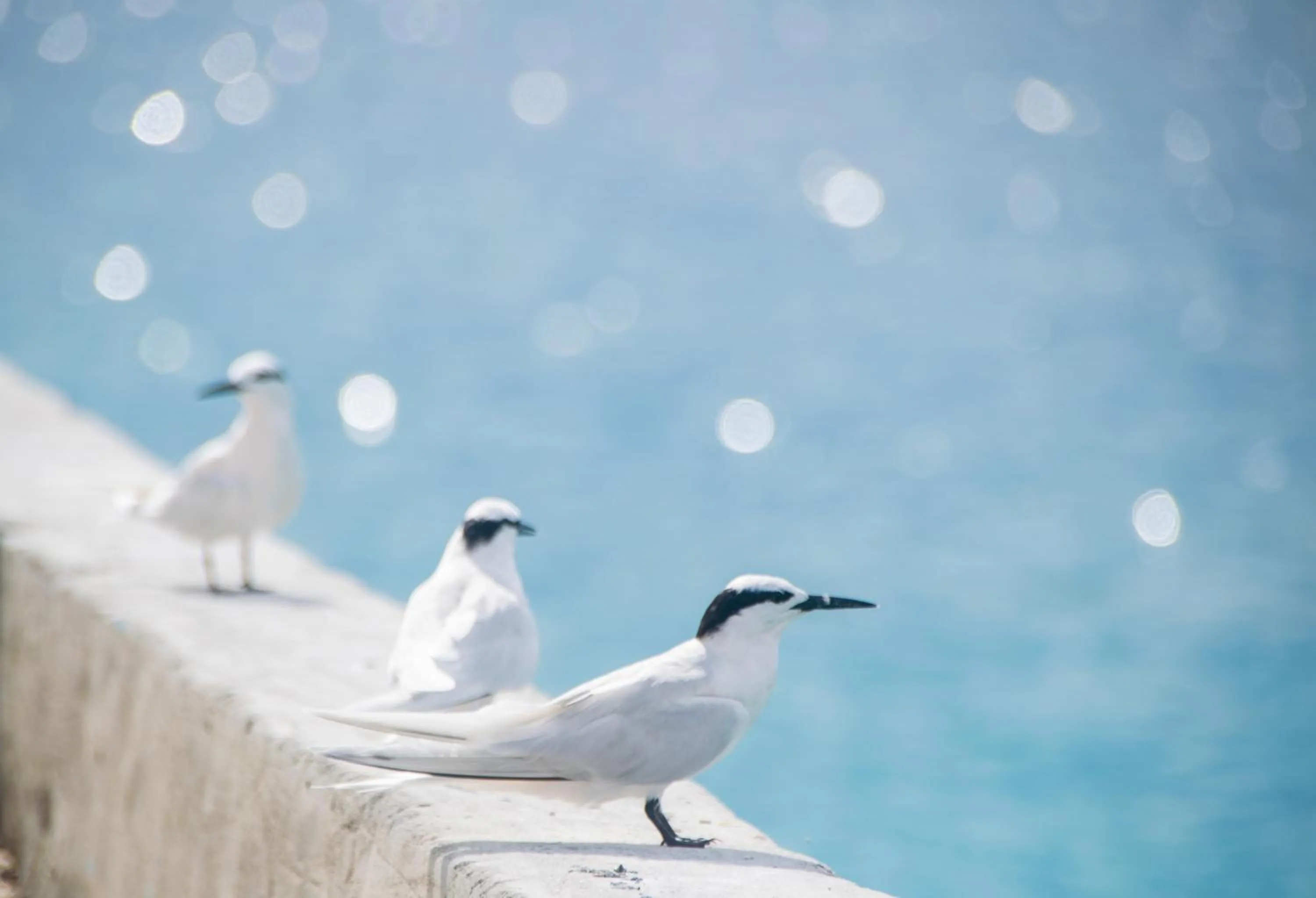 Bird's eye view in Makunudu Island- An Intimate Hideaway