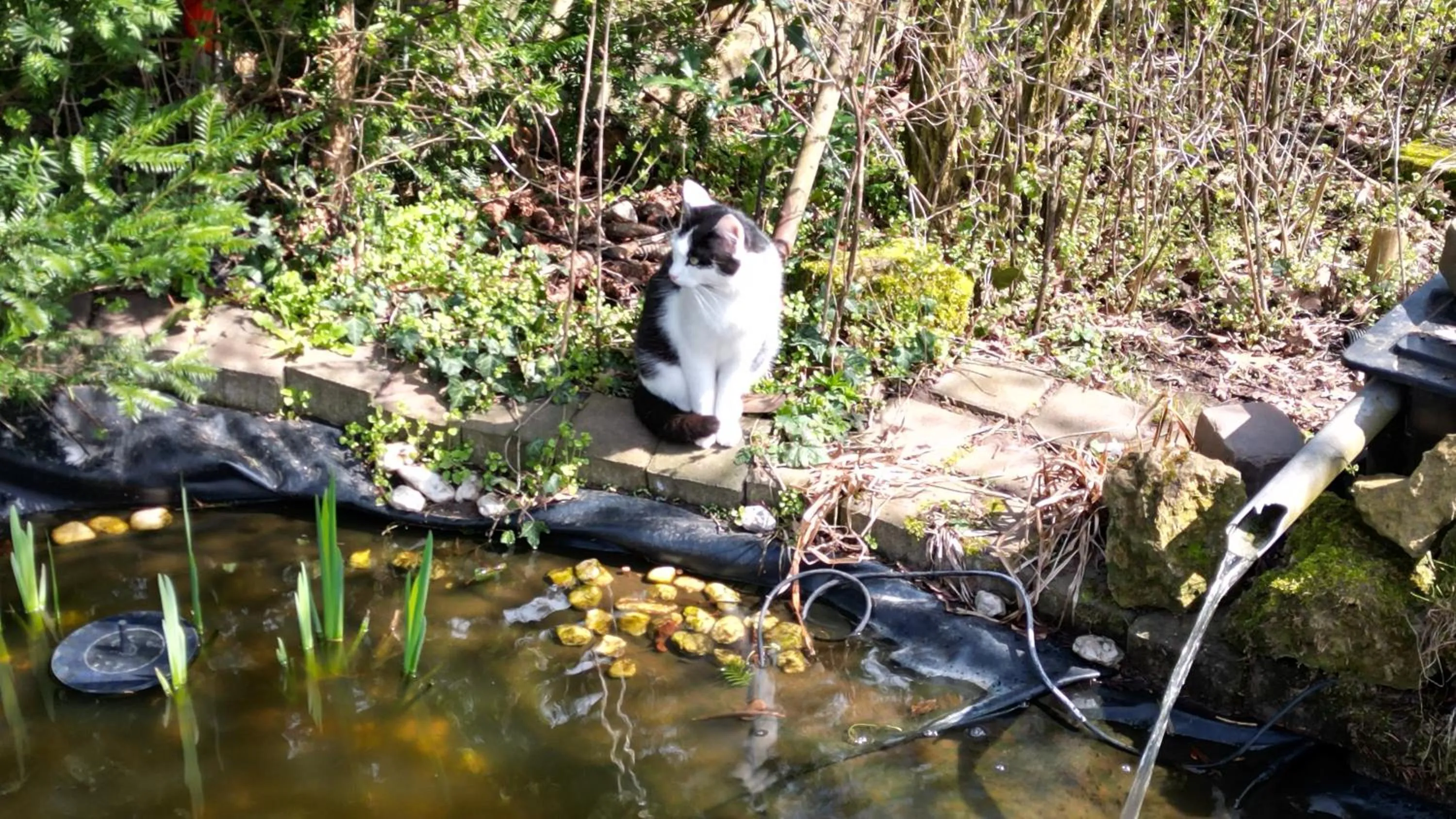 Garden in Hotel-Restaurant Birgeler Hof
