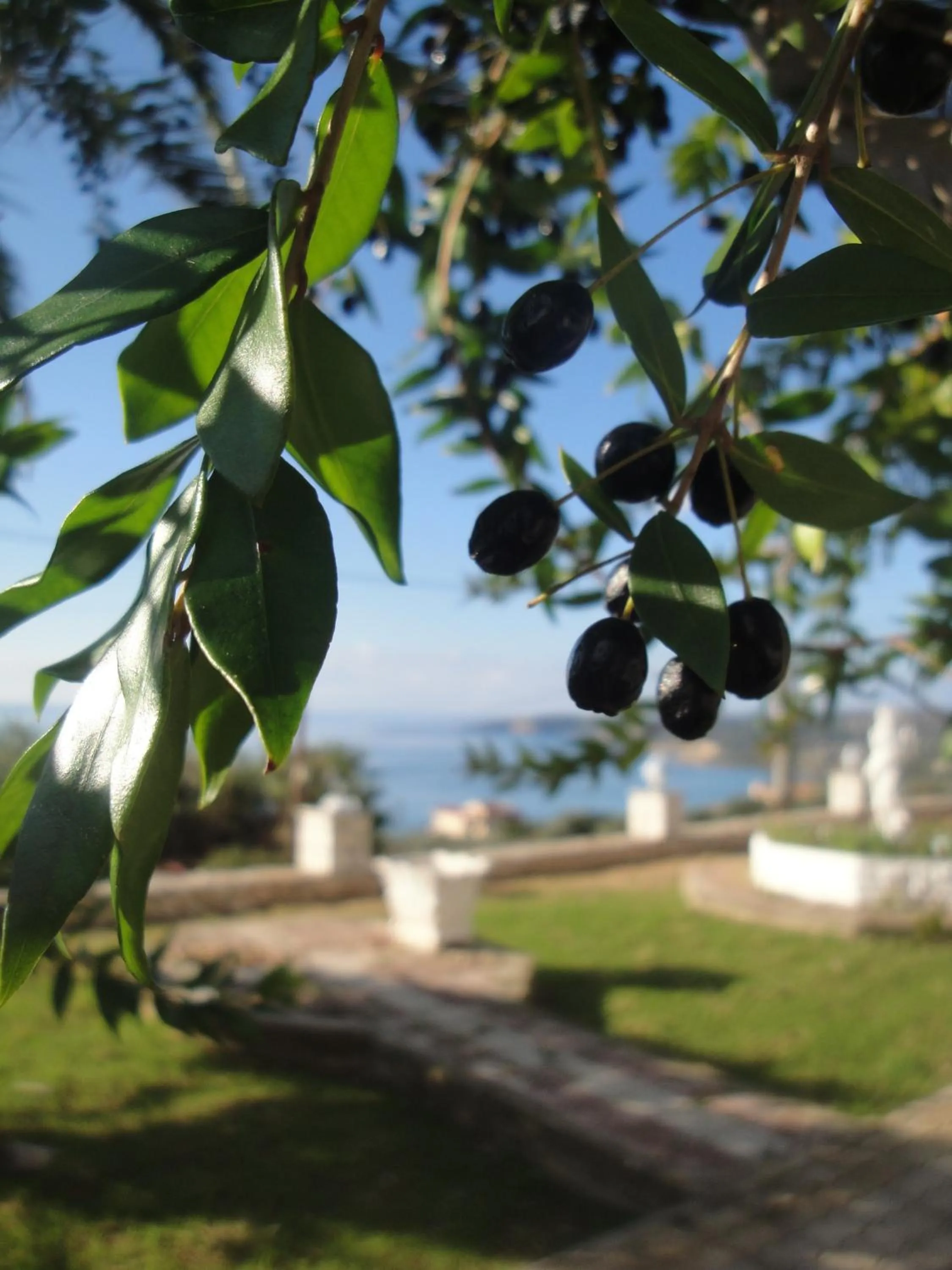Garden in Ocean Front Studios 77