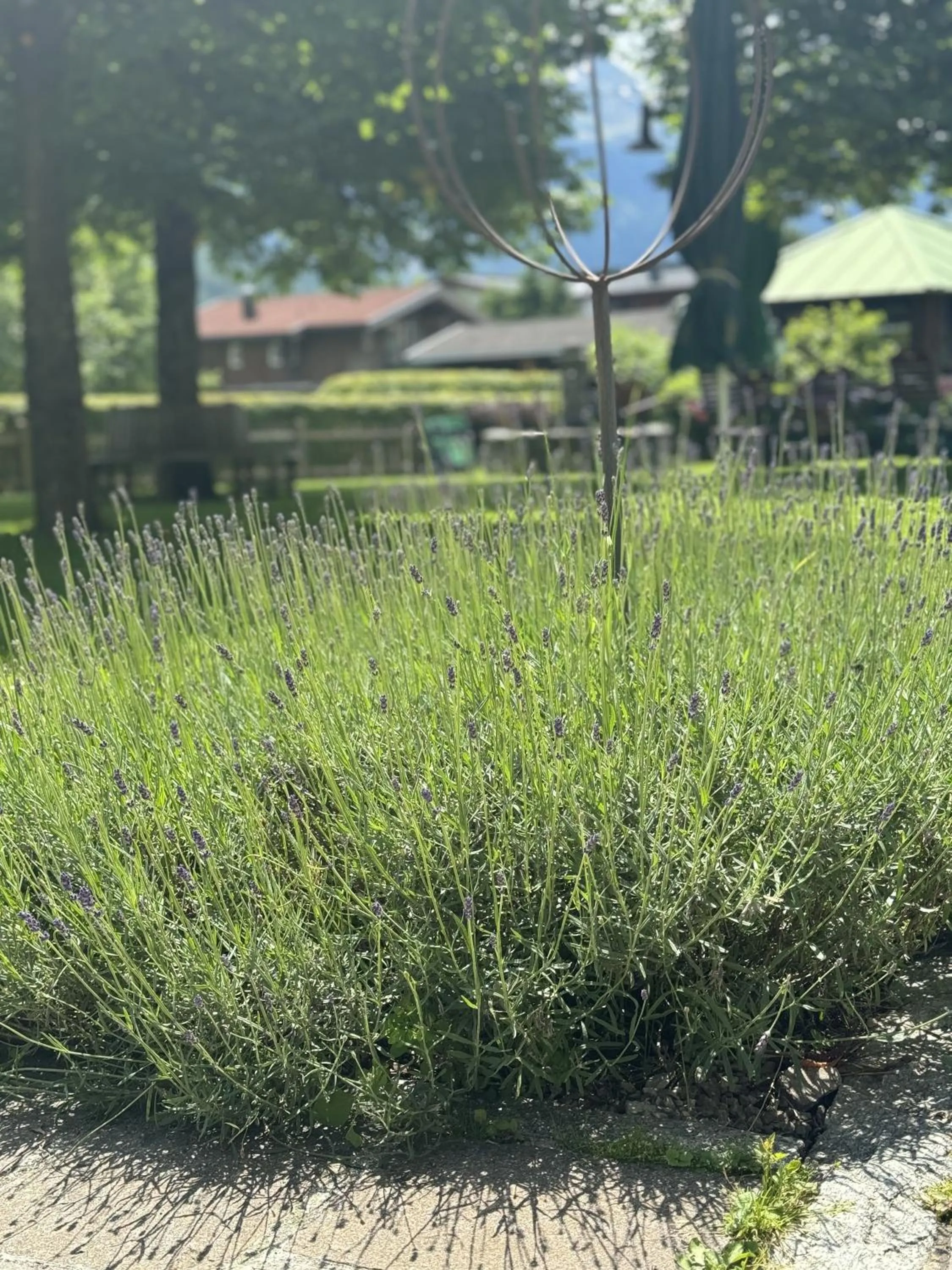 Garden in Hotel Senningerbräu