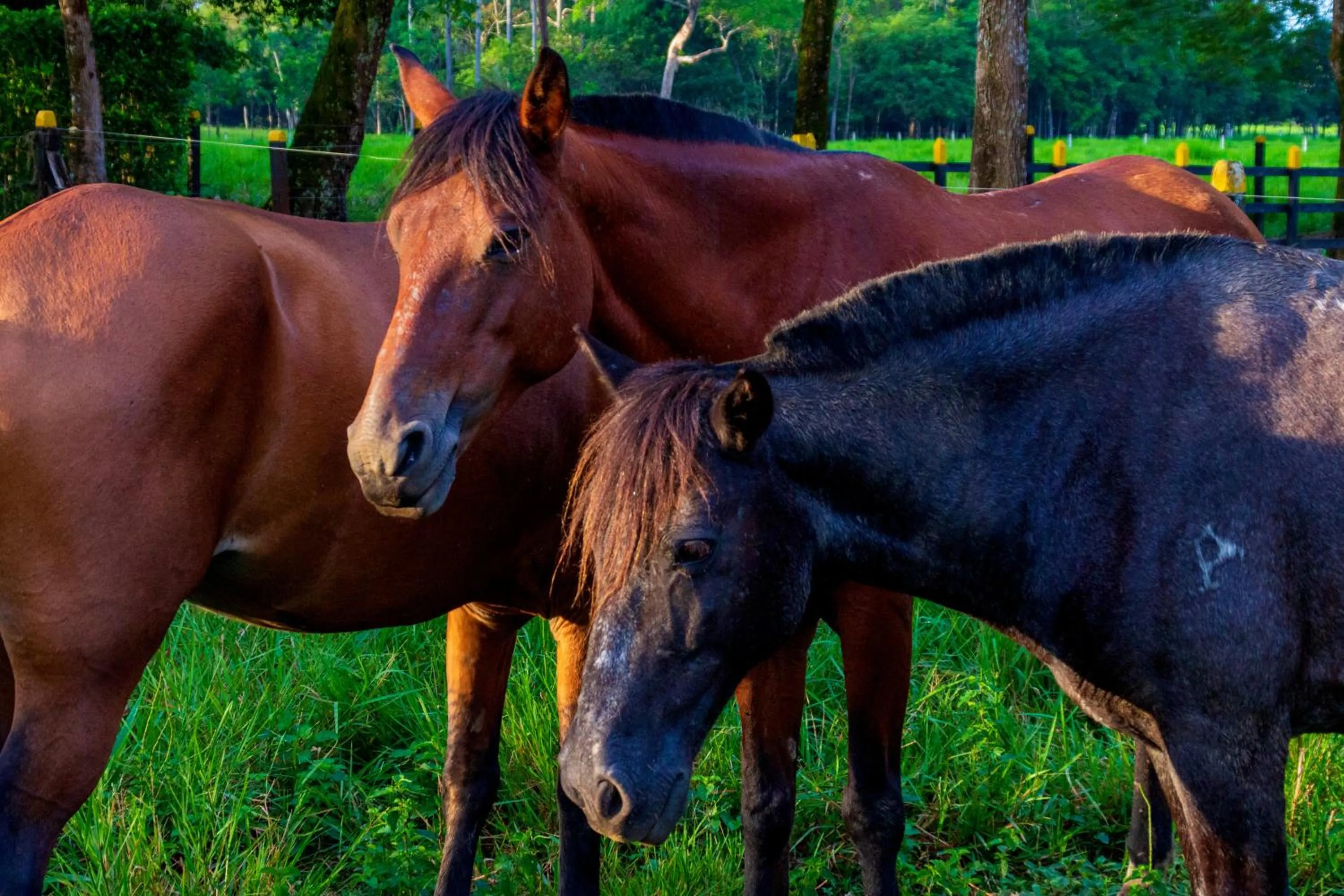 Animals in Hotel Campestre La Potra