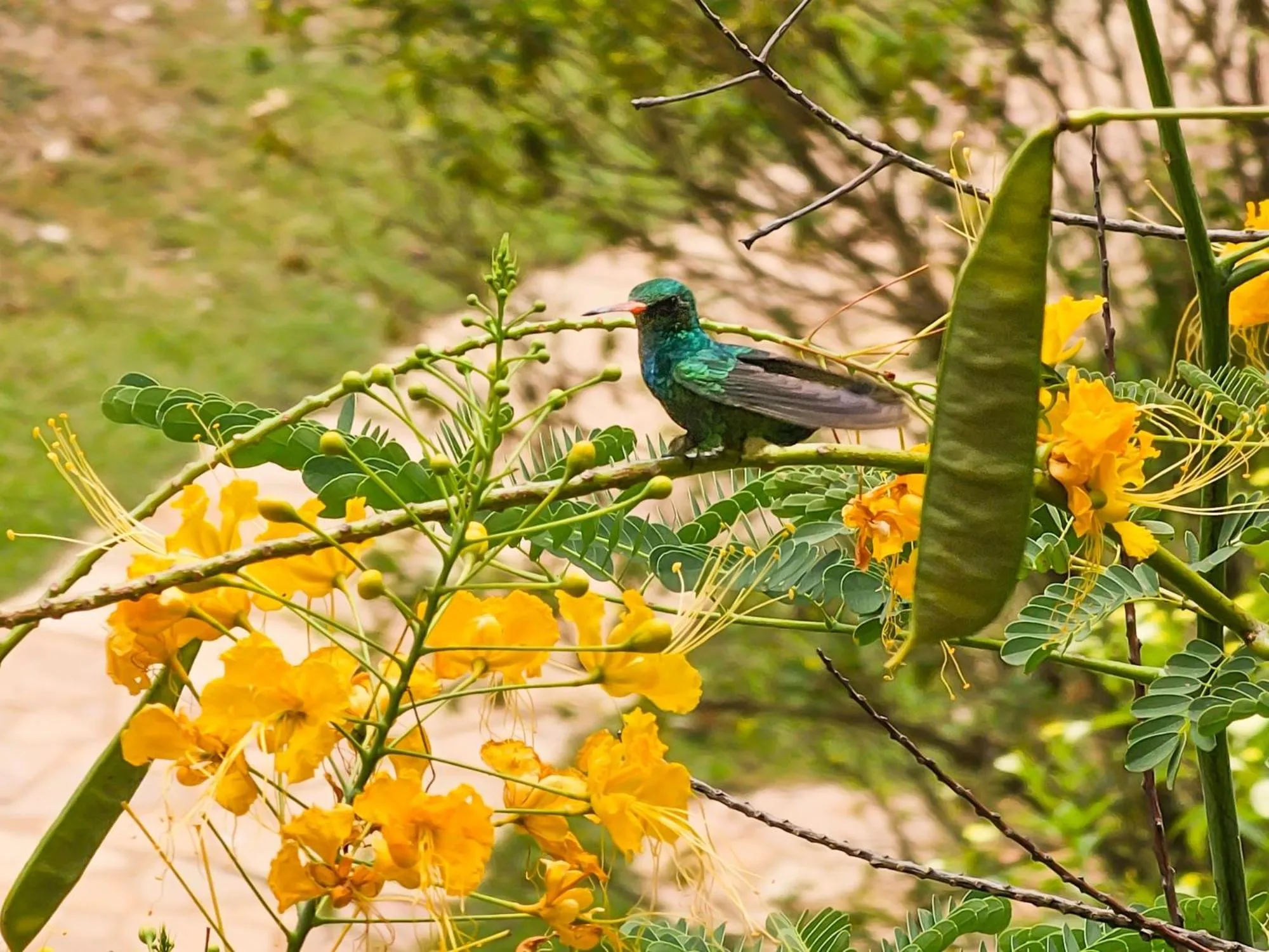 Garden in Hotel Pousada Águas de Bonito