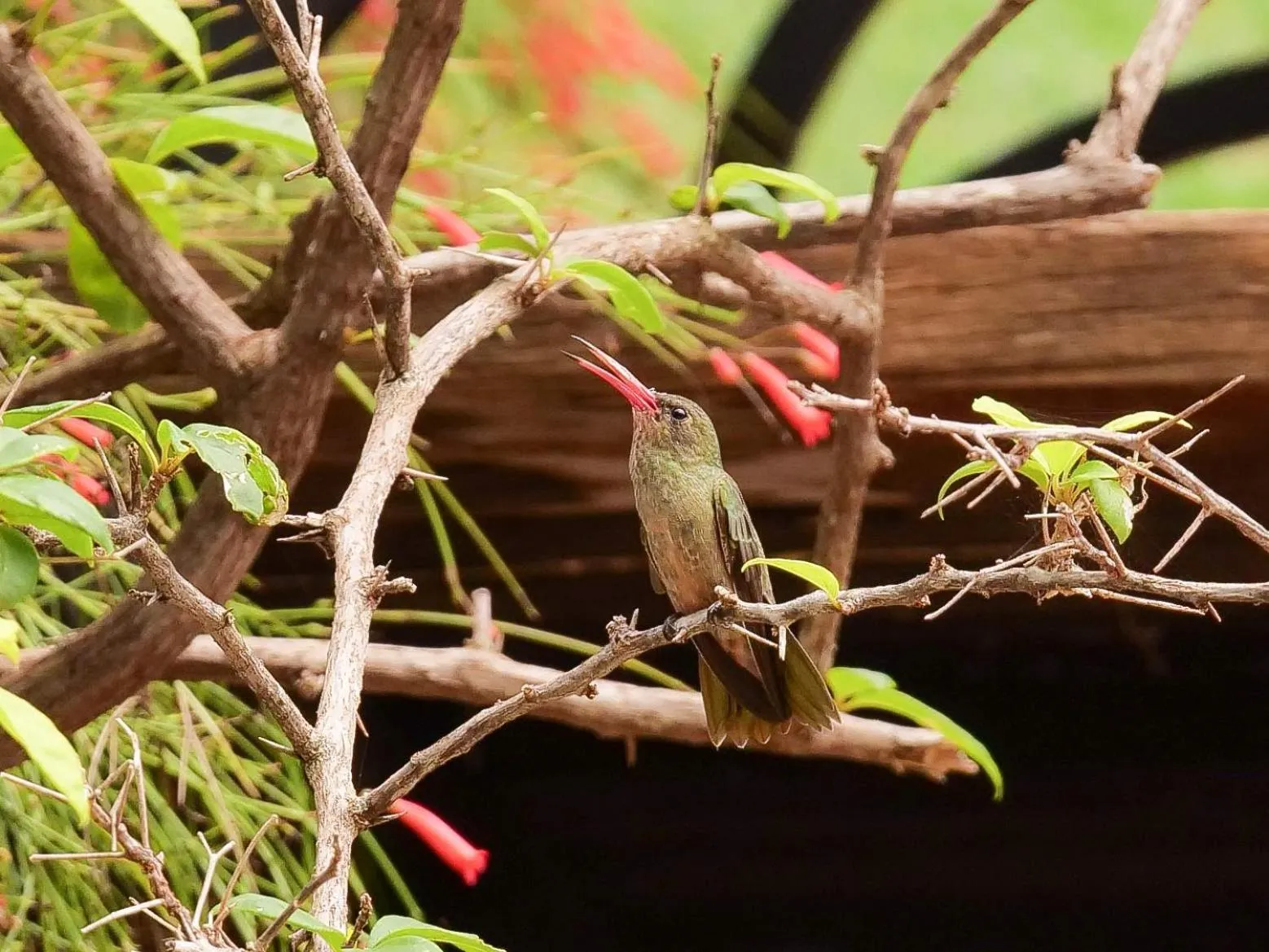 Garden in Hotel Pousada Águas de Bonito