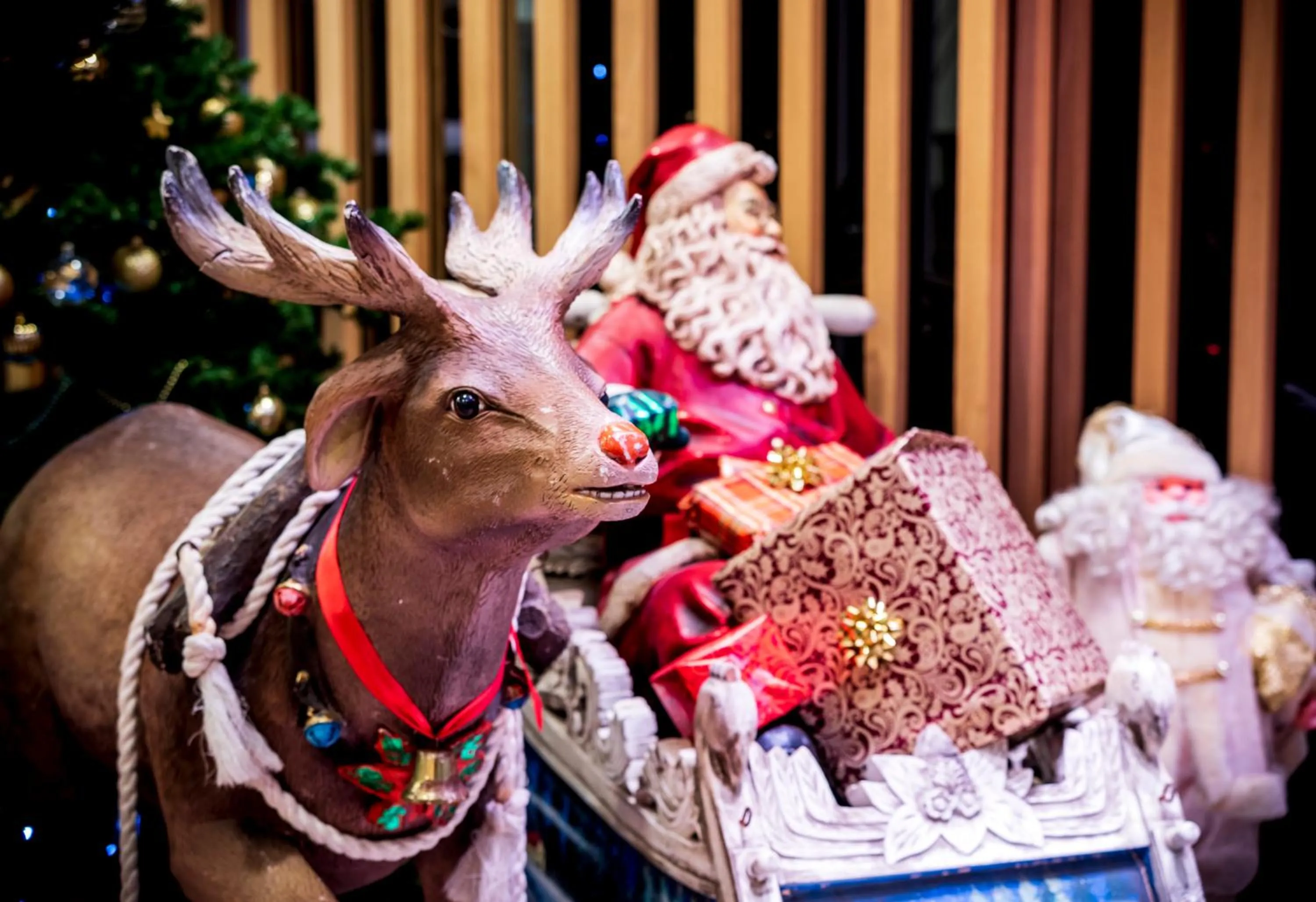 Animals in Hotel Nelson