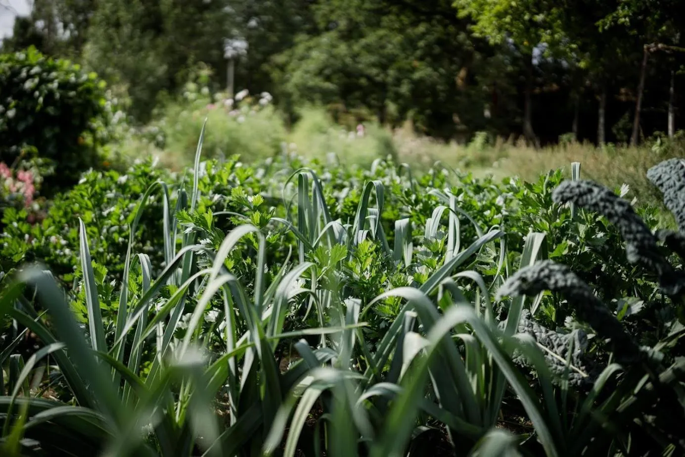 Garden in Ödevata Gårdshotell