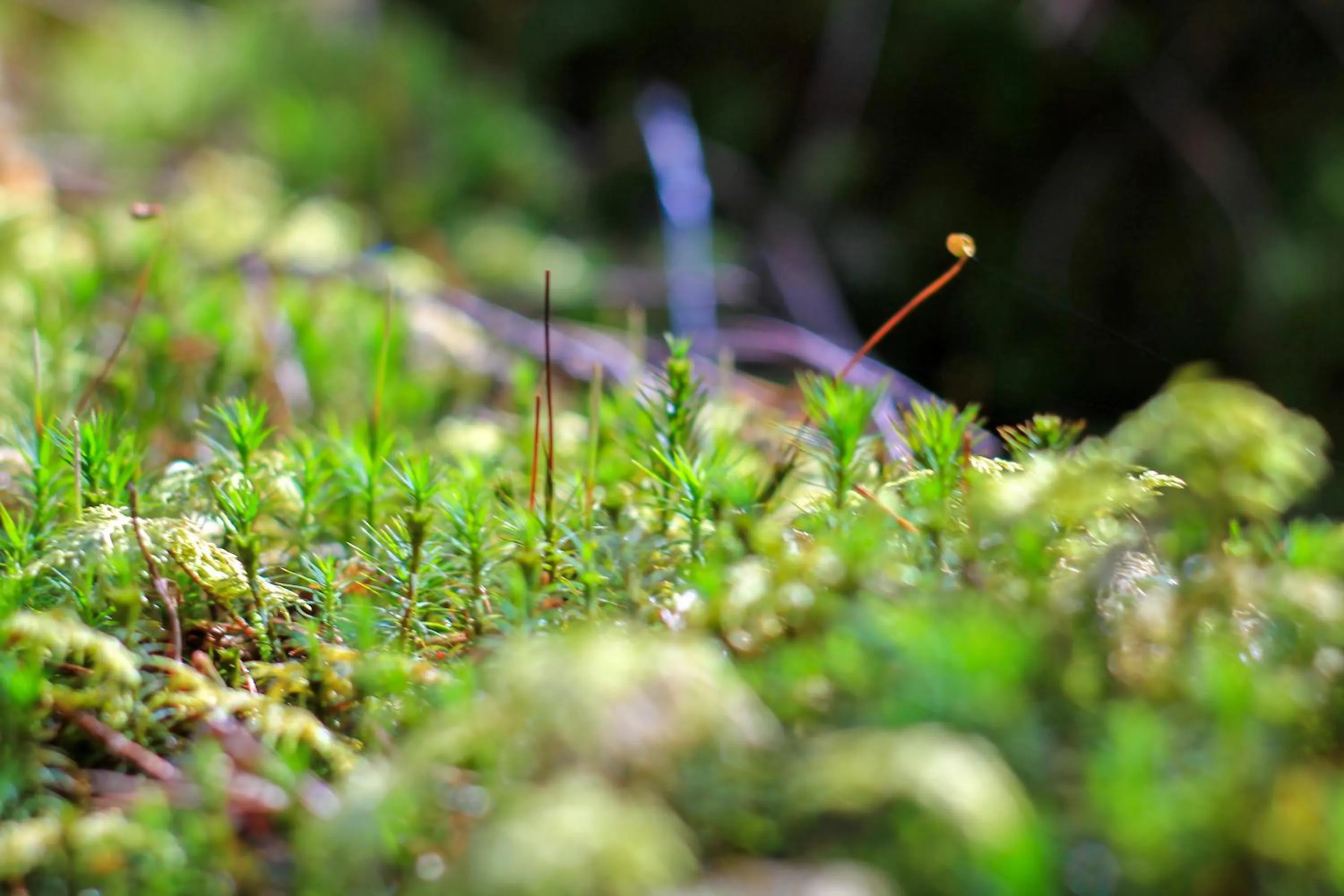 Activities in Ödevata Gårdshotell