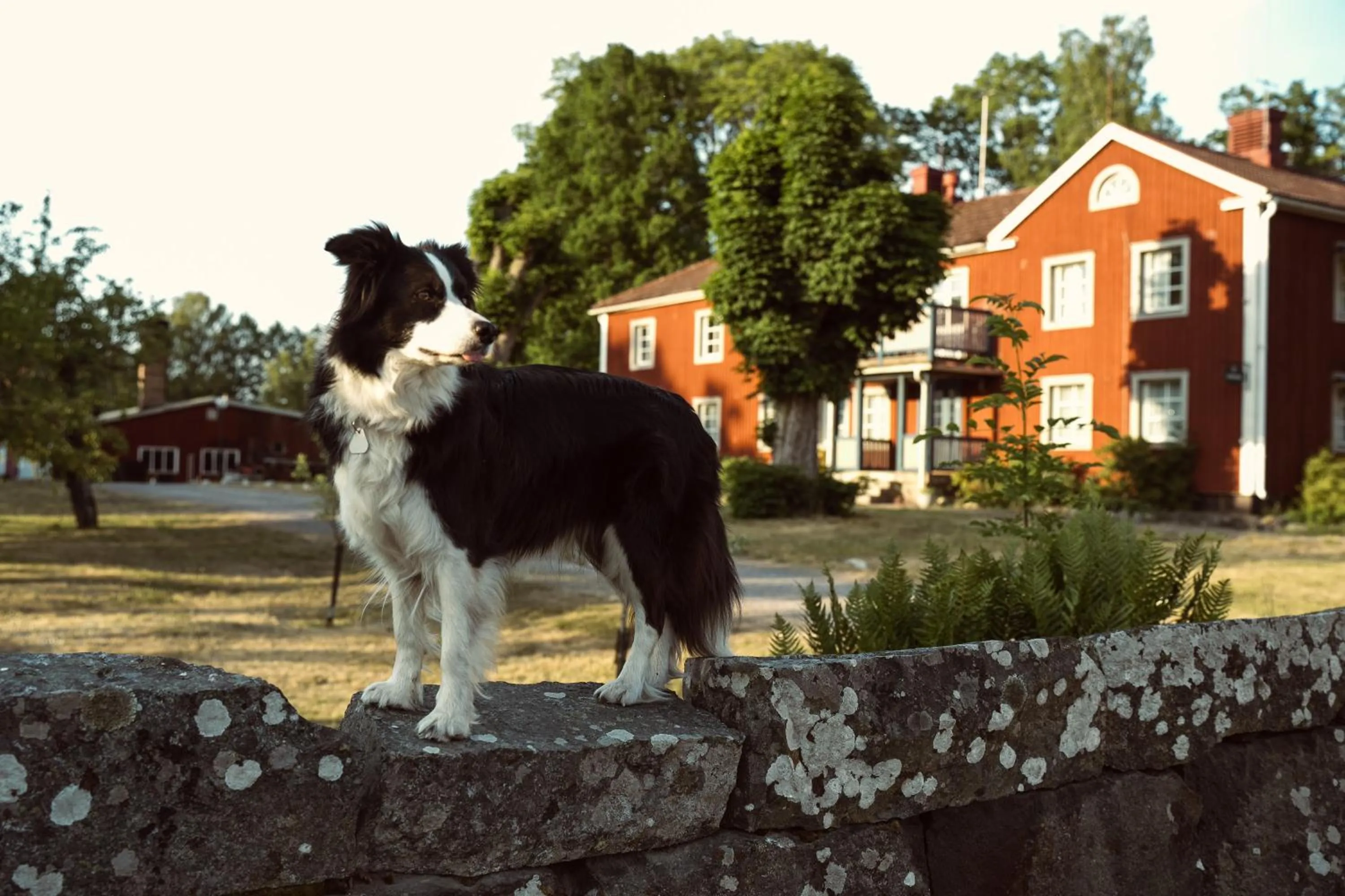 Animals in Ödevata Gårdshotell
