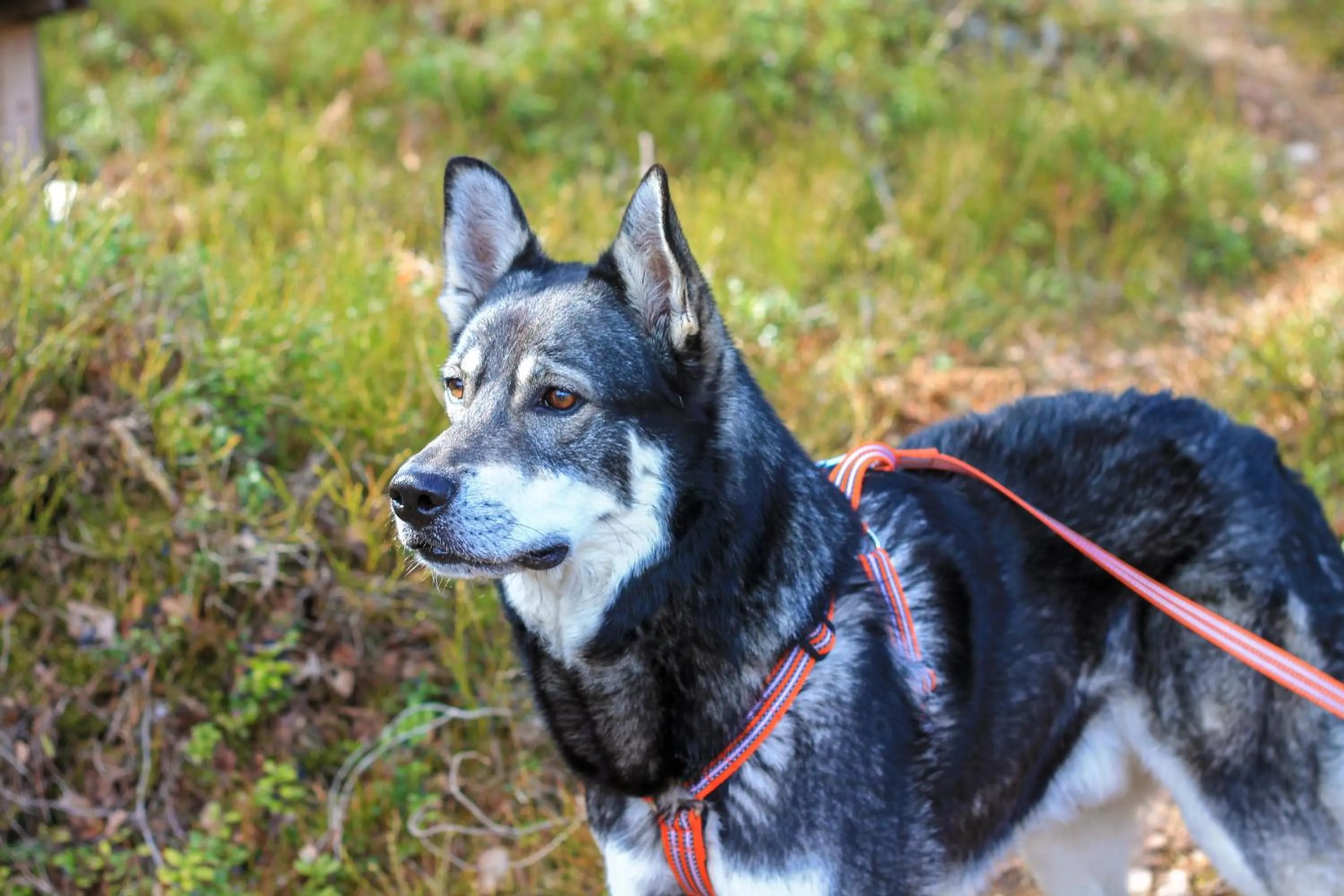 Activities in Ödevata Gårdshotell