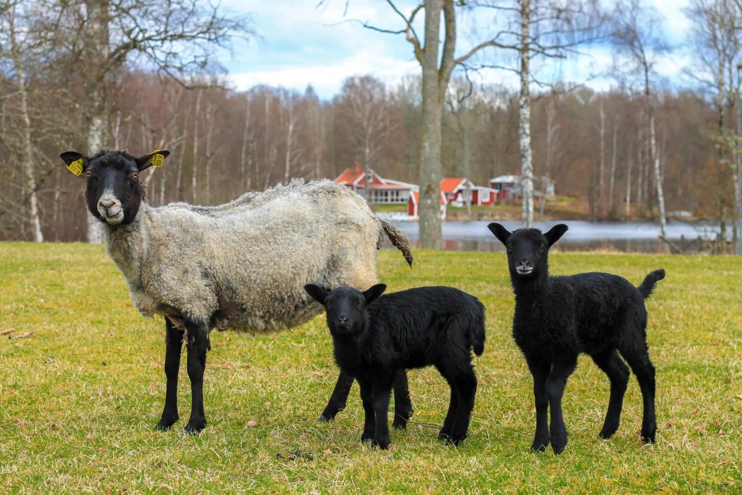 View (from property/room) in Ödevata Gårdshotell