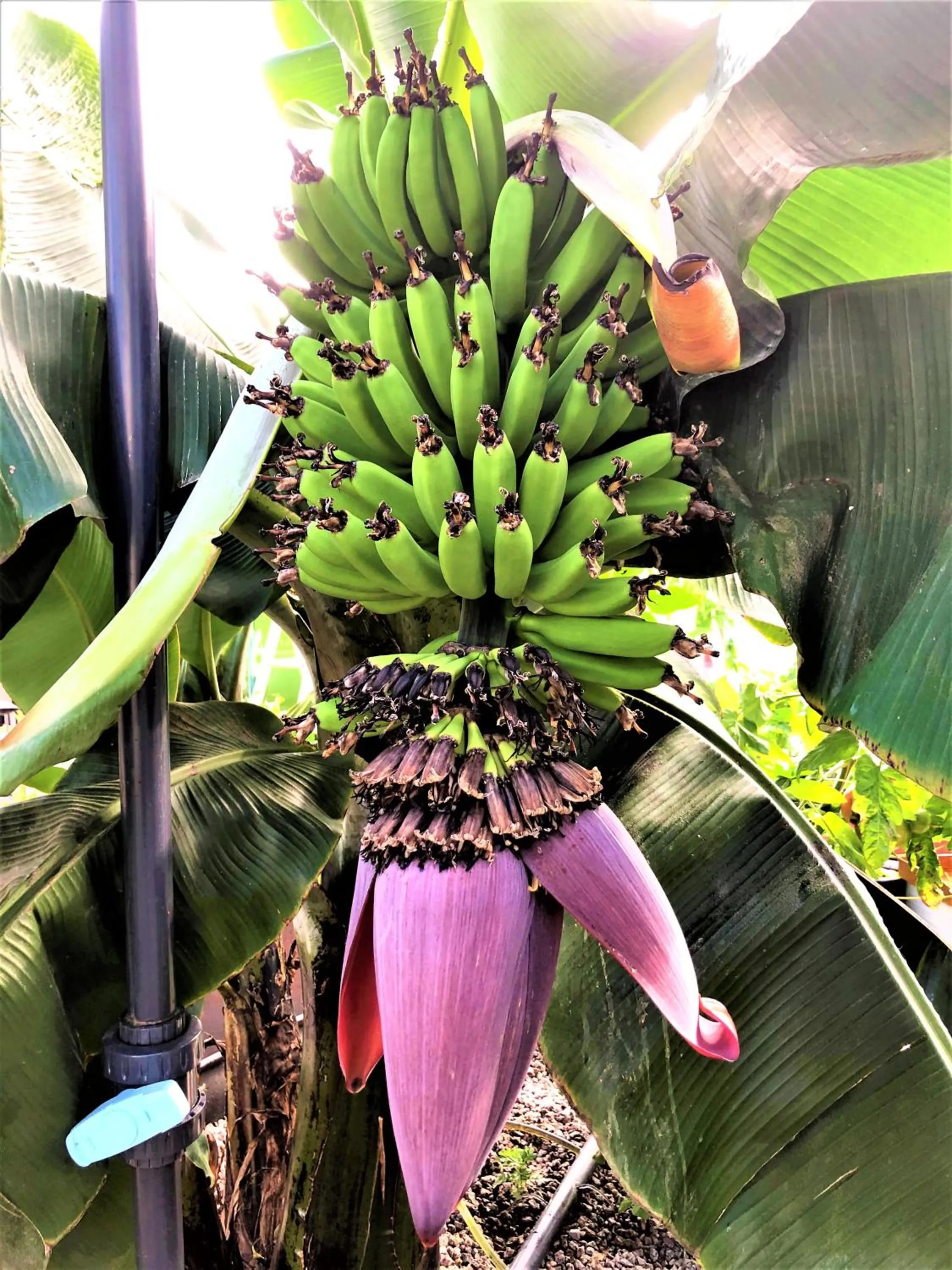 Garden in Ödevata Gårdshotell